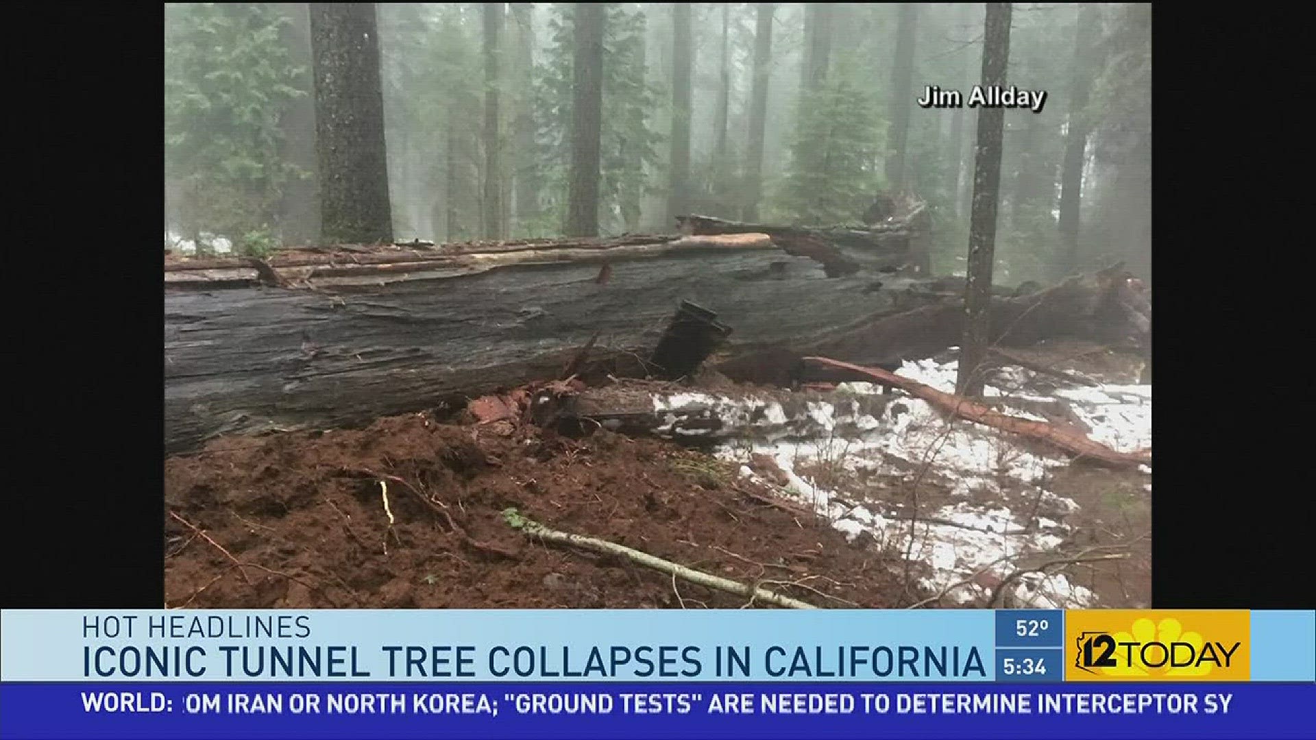 Iconic tree collapses after heavy rain.