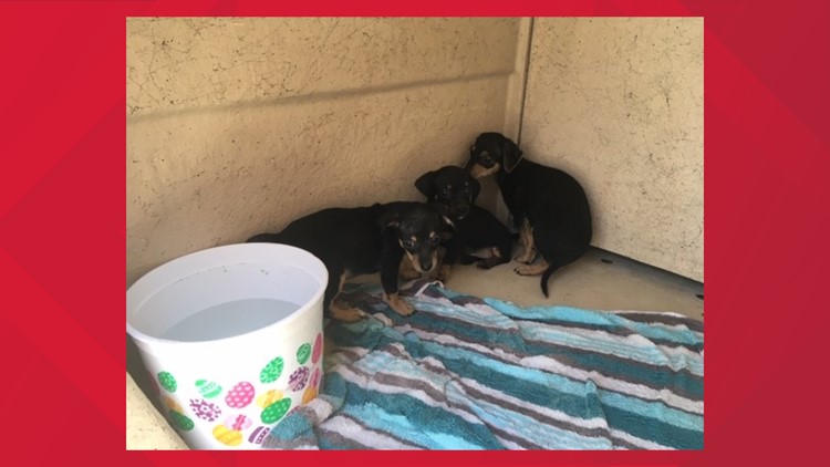 11-week-old puppies found inside duffle bag thrown away in Phoenix dumpster | www.bagsaleusa.com