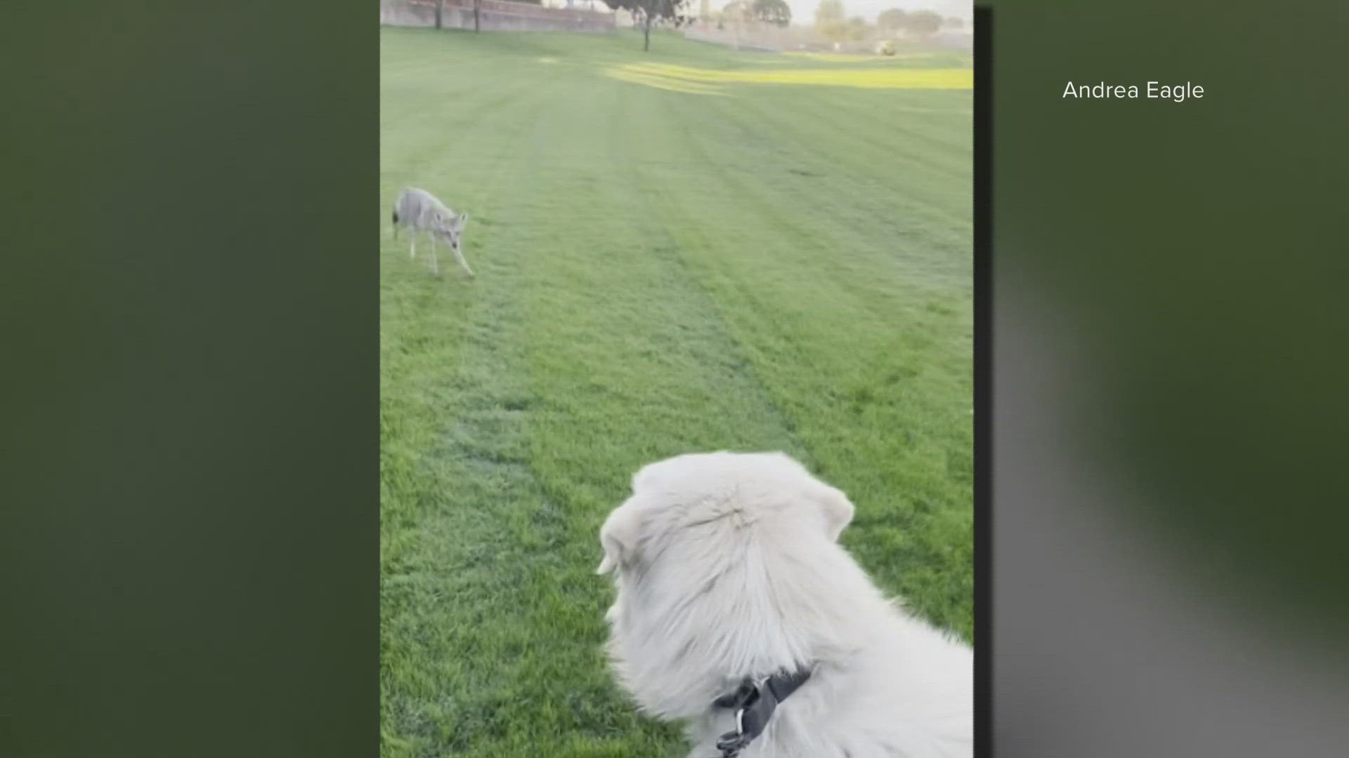 A bold coyote relentlessly chased a woman and her dog around Bullard Wash Park in Goodyear on Wednesday.