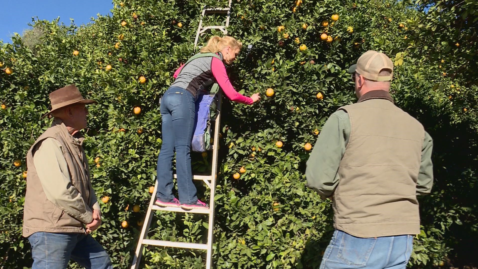 Krystle Henderson learns about the process to farm freshly-squeezed citrus at Justice Brothers Ranch.