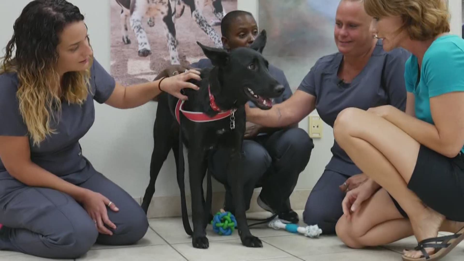 Arizona Humane Society's Second Chance Animal Trauma Hospital saves lives and helps animals recover for their second chance home.