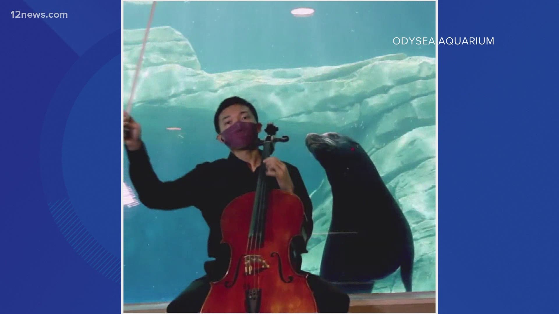 A Valley teen plays the cello for the sea lions at OdySean Aquarium in Scottsdale. Leo Kubota is part of the Musicfest's Youth Performance group.