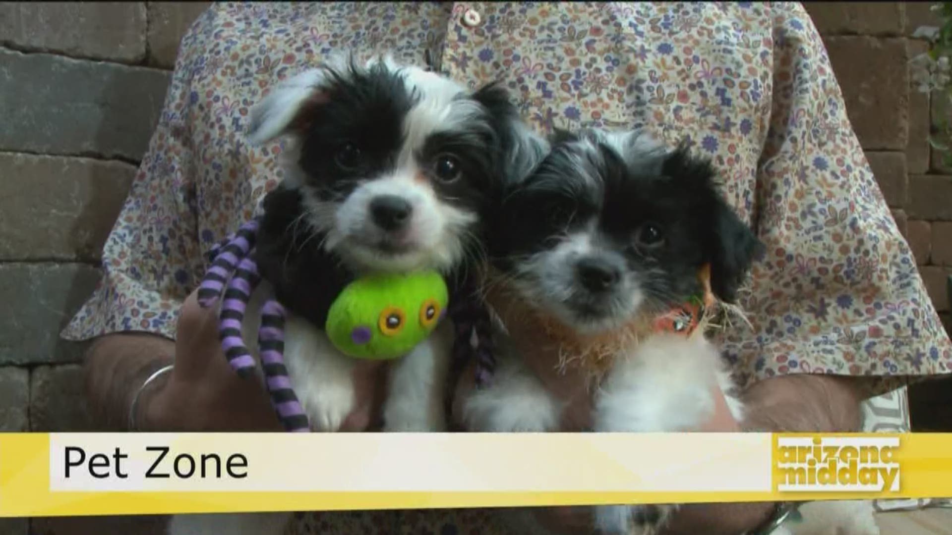 Jose Santiago from Maricopa County Animal Care and Control introduces us to three puppies up for adoption plus what you need to know about vaccinations