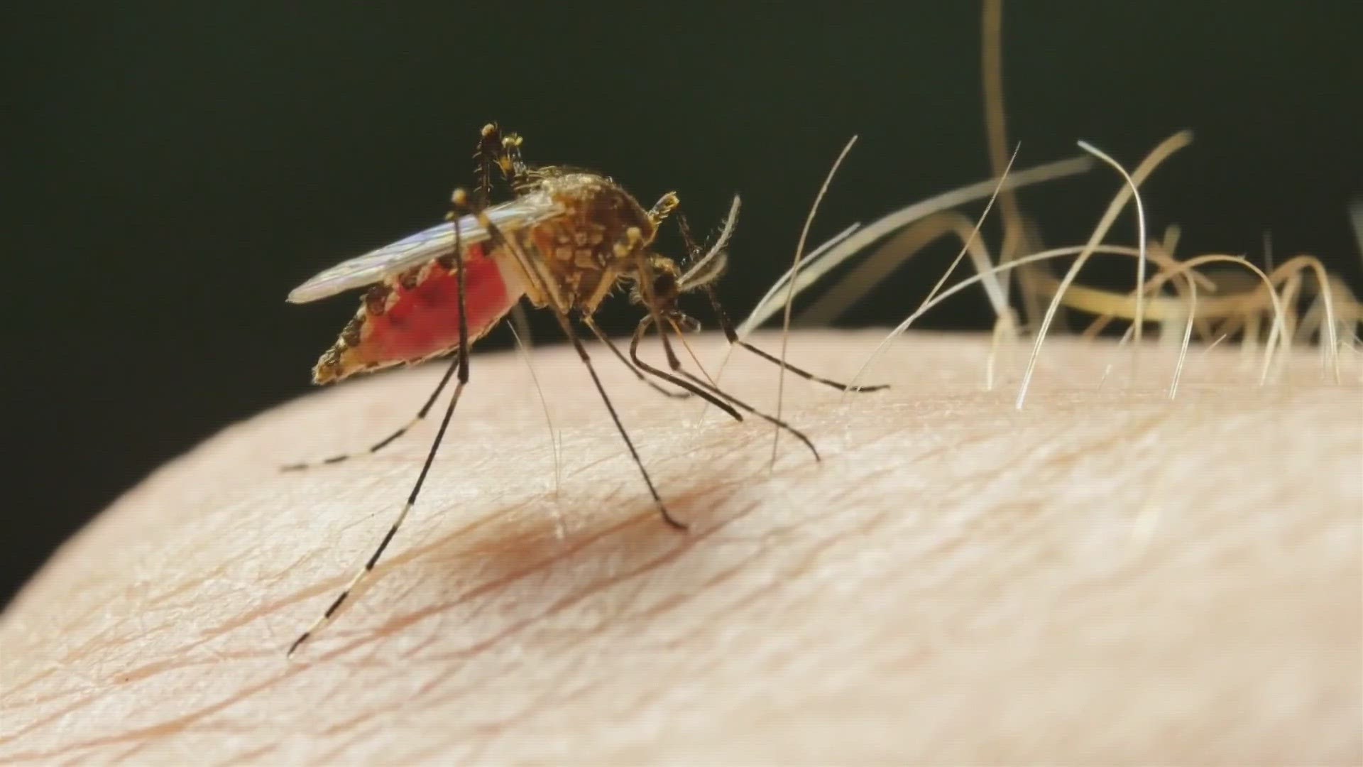 The CDC says 2021 was the worst year every for West Nile cases in Maricopa County by far.