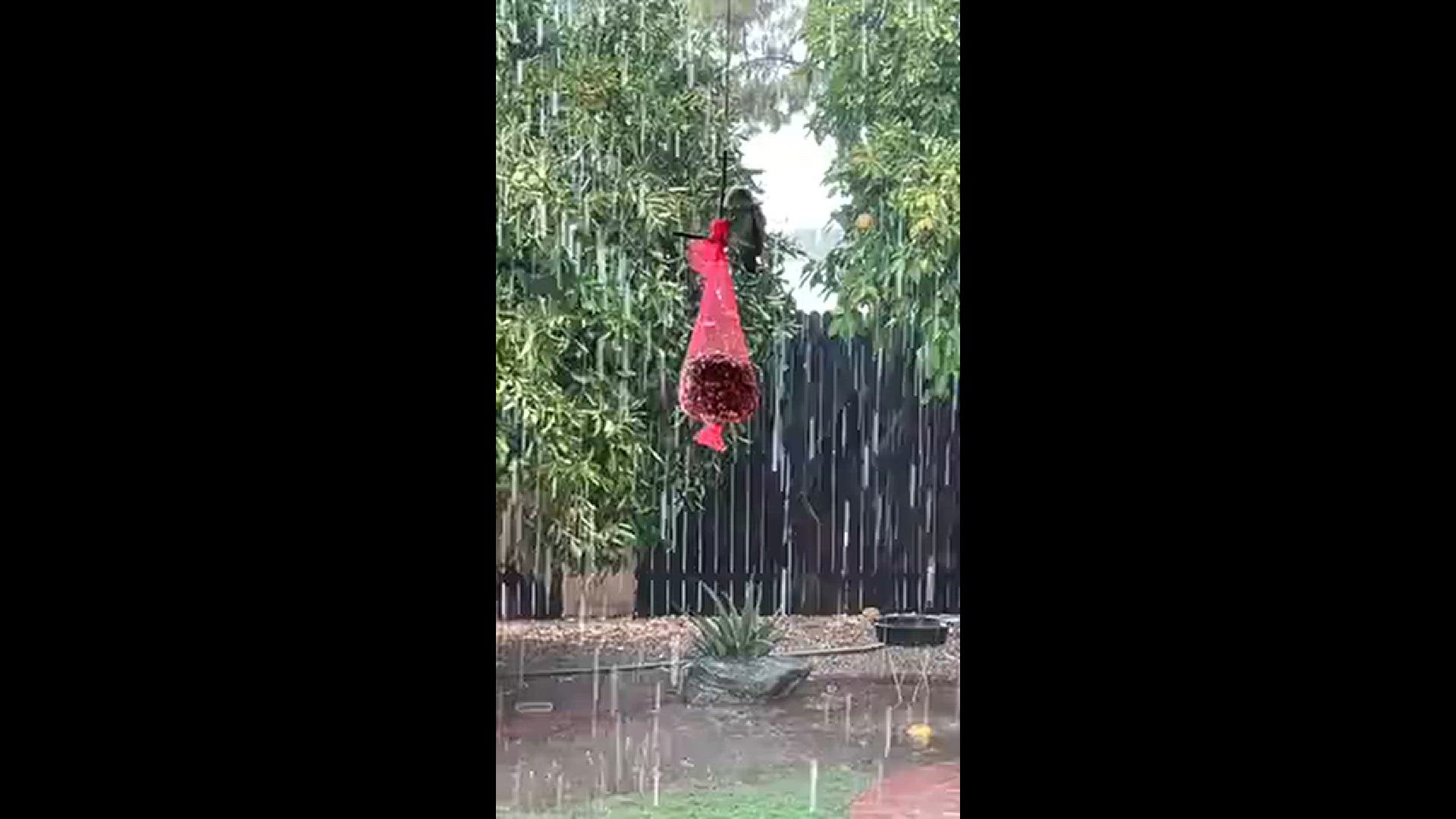 Monsoon storm with parakeet eating birdseed ￼
Credit: Rita H