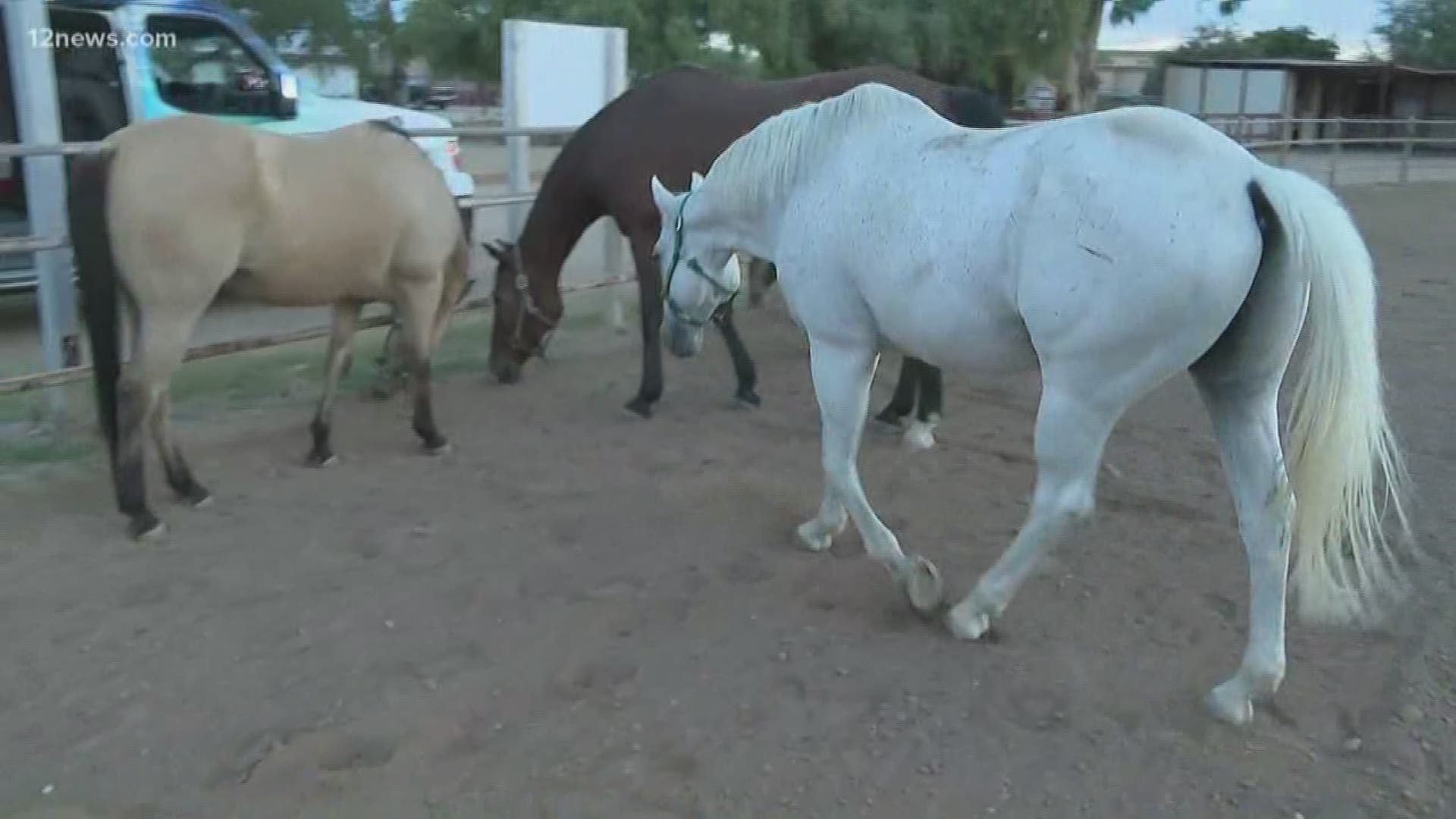 A Valley horse sanctuary, Hunkapi Farms in Scottsdale, is looking for a little help. Due to a lack of funding the farm has had to suspend a program that helps first responders suffering from PTSD and addiction. With your help, the program can be brought back.