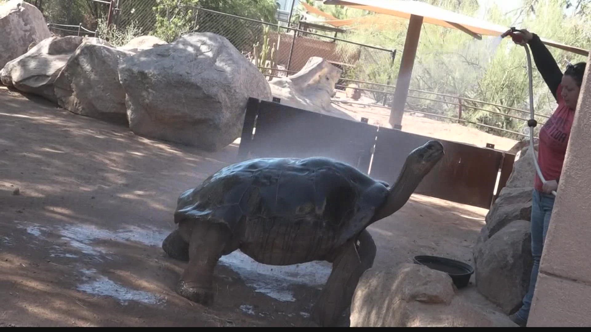 Phoenix Zoo animals keeping cool in the Arizona heat 