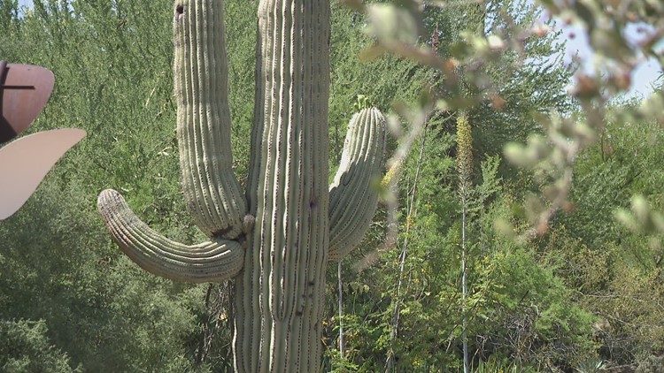 Here's how you can get involved with Arizona's Saguaro Census