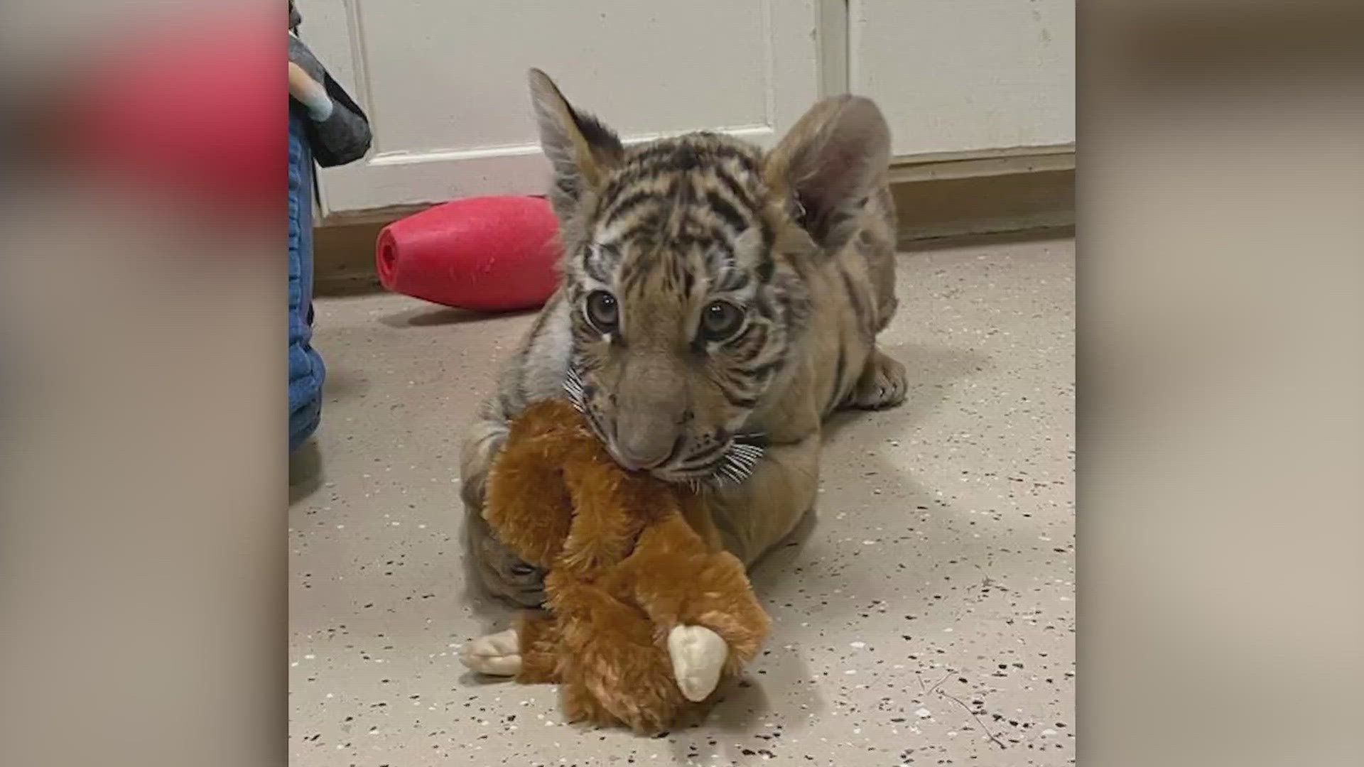 According to officials at Sandstone's The Wildcat Sanctuary, a 25-year-old Phoenix man put the cub, Indy, up for sale online for $25,000 earlier this year.