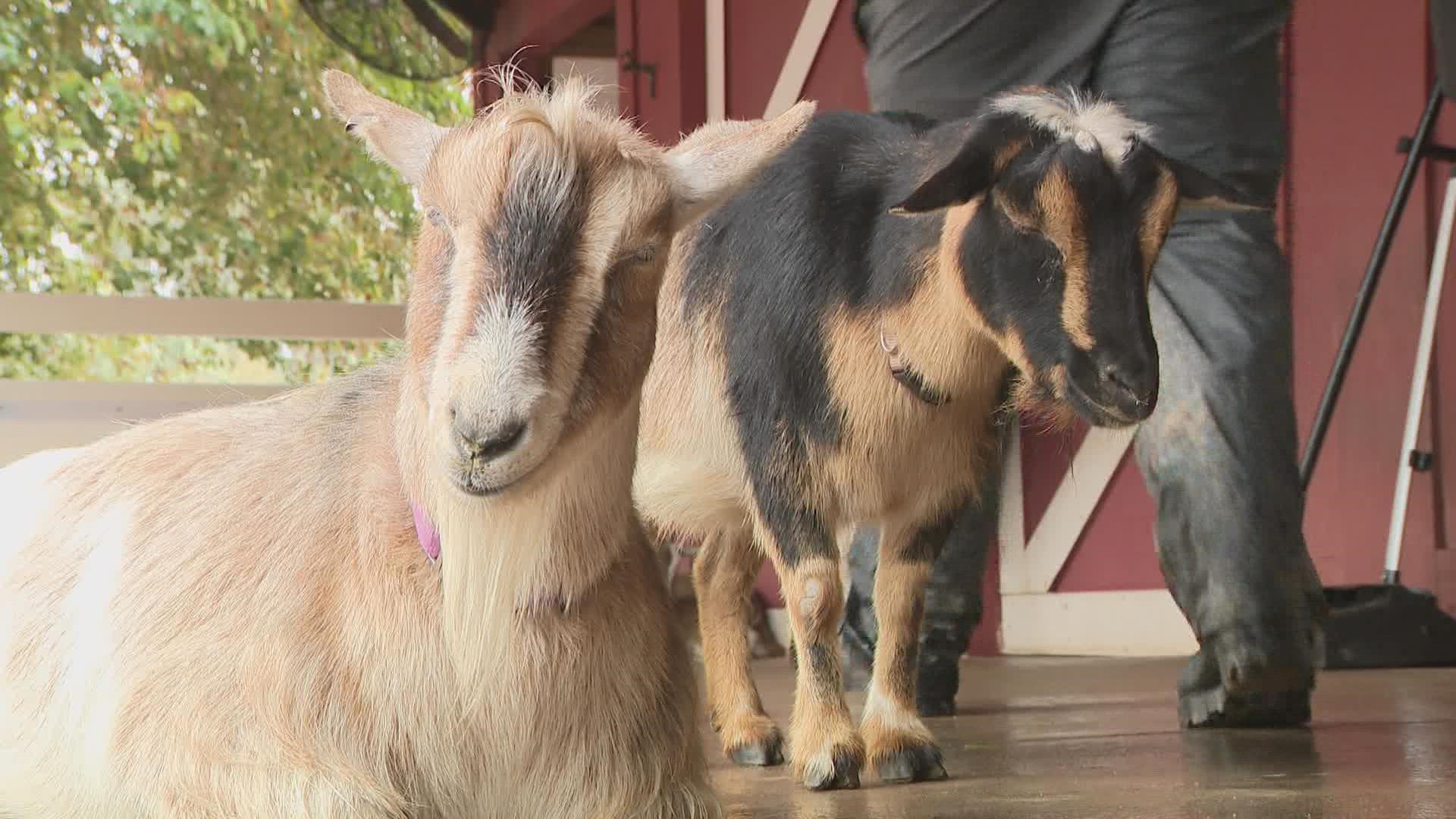 12News shares how one zookeeper is caring for a range of animals in the wet weather.
