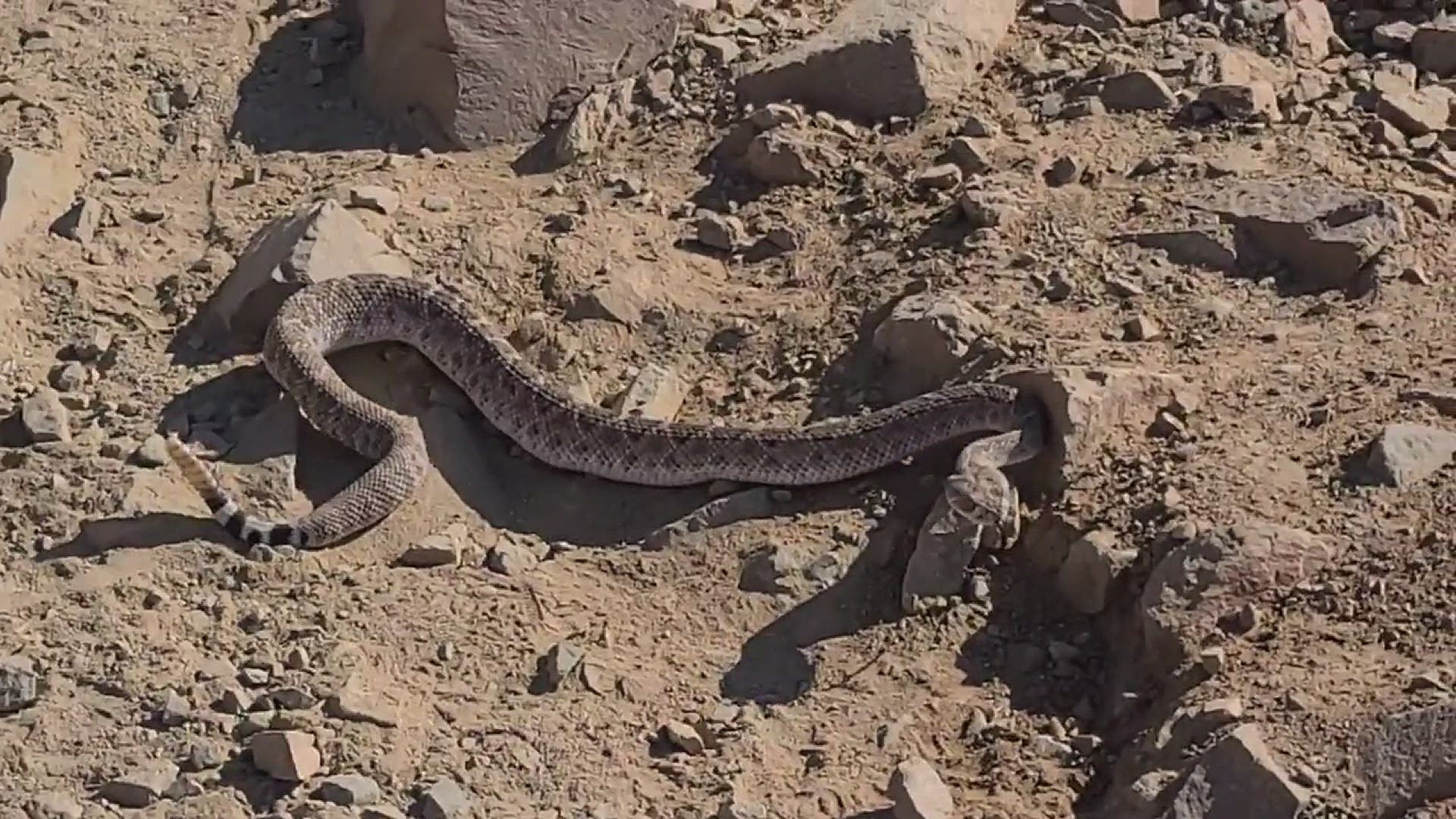 Rattlesnake in Phoenix
Credit: Alec Wilcox