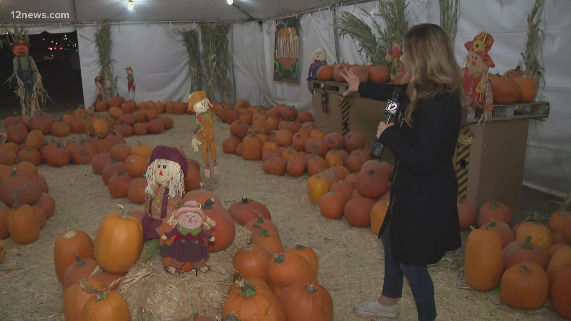 The Arizona Pumpkin Patch is gearing up for a busy Halloween weekend!