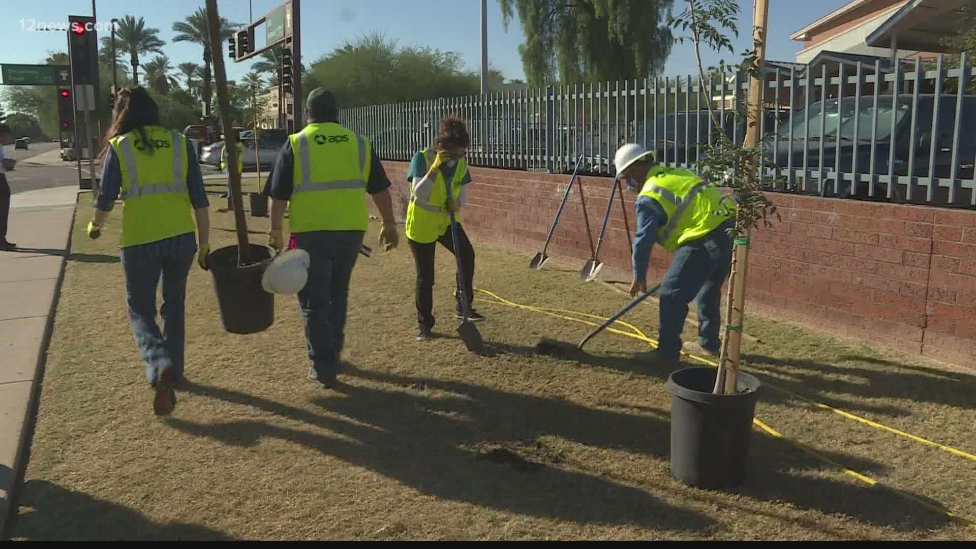 APS volunteers planted six trees outside Tempe High School Thursday afternoon. The trees will create shade along the sidewalk and a nearby bus stop for students.