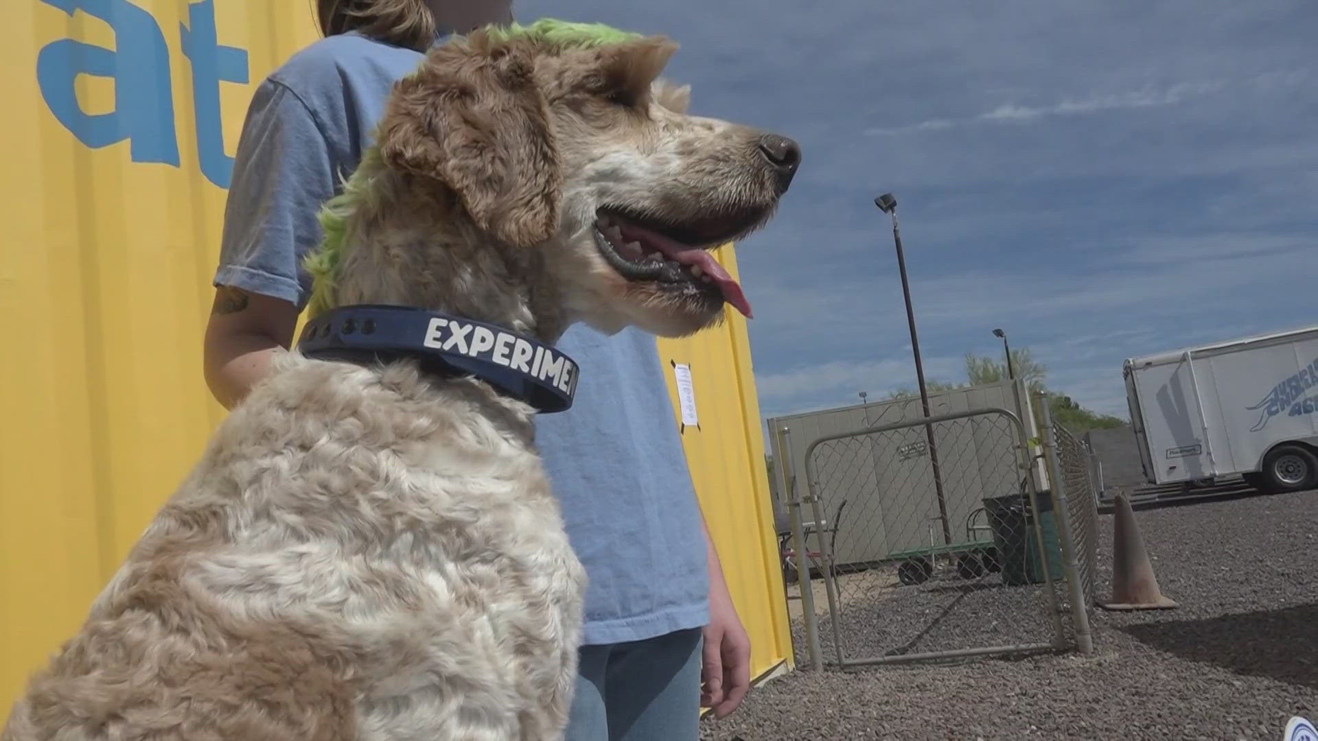 The American Kennel Club is now offering fetch certifications for dogs in the Valley.