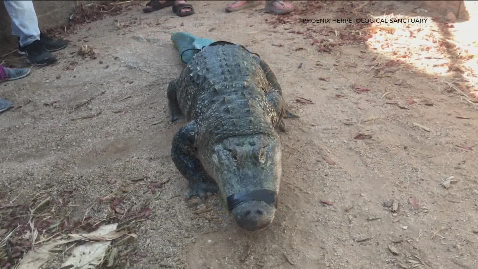 The Phoenix Herpetological Society announced the alligator's death this week. Mr. Stubbs got a second chance at life by receiving a 3D-printed prosthetic tail.