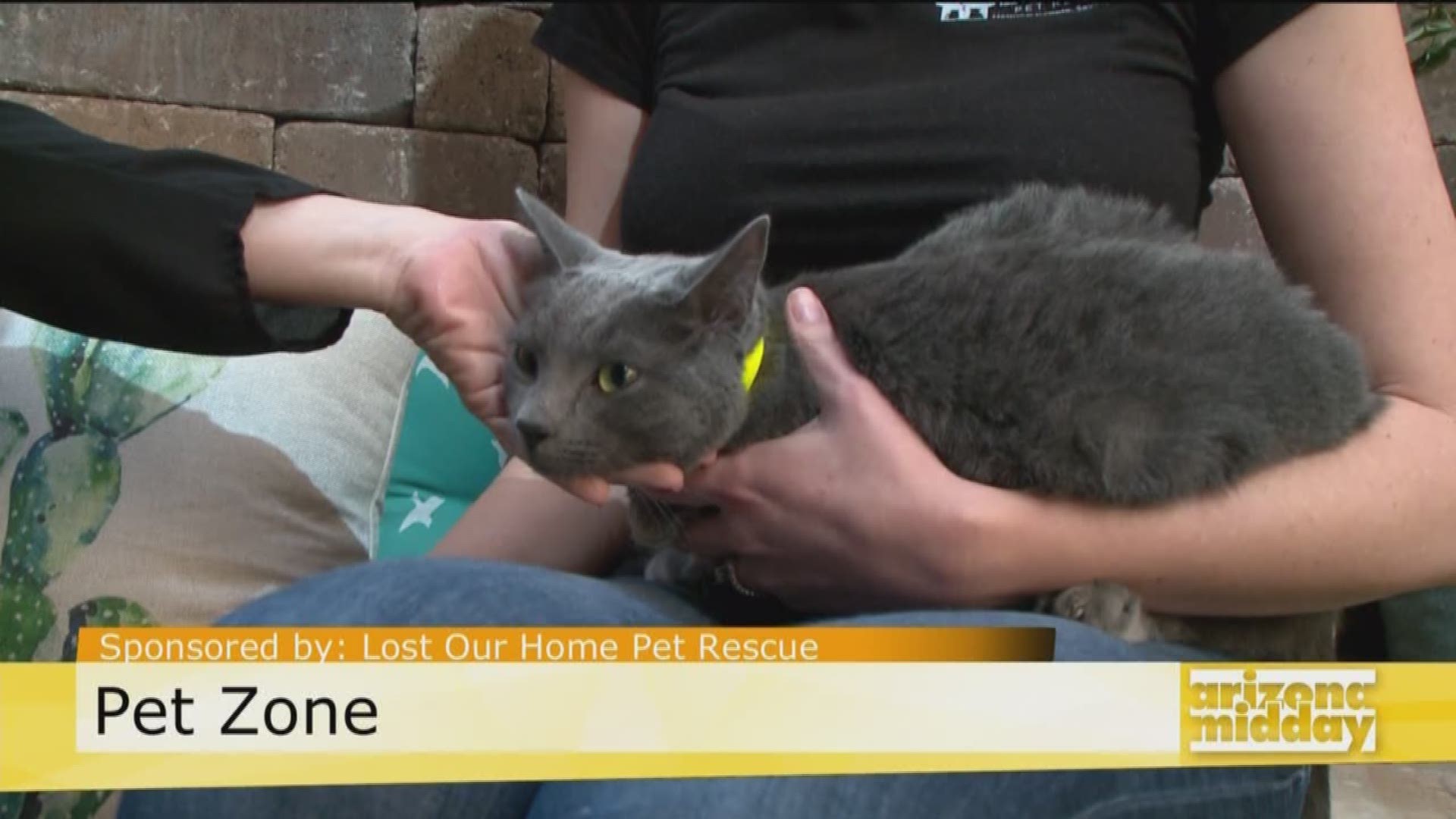 Lost Our Home's Vanessa Cornwall gives us the scoop on cat health with the help of a little furry friend up for adoption