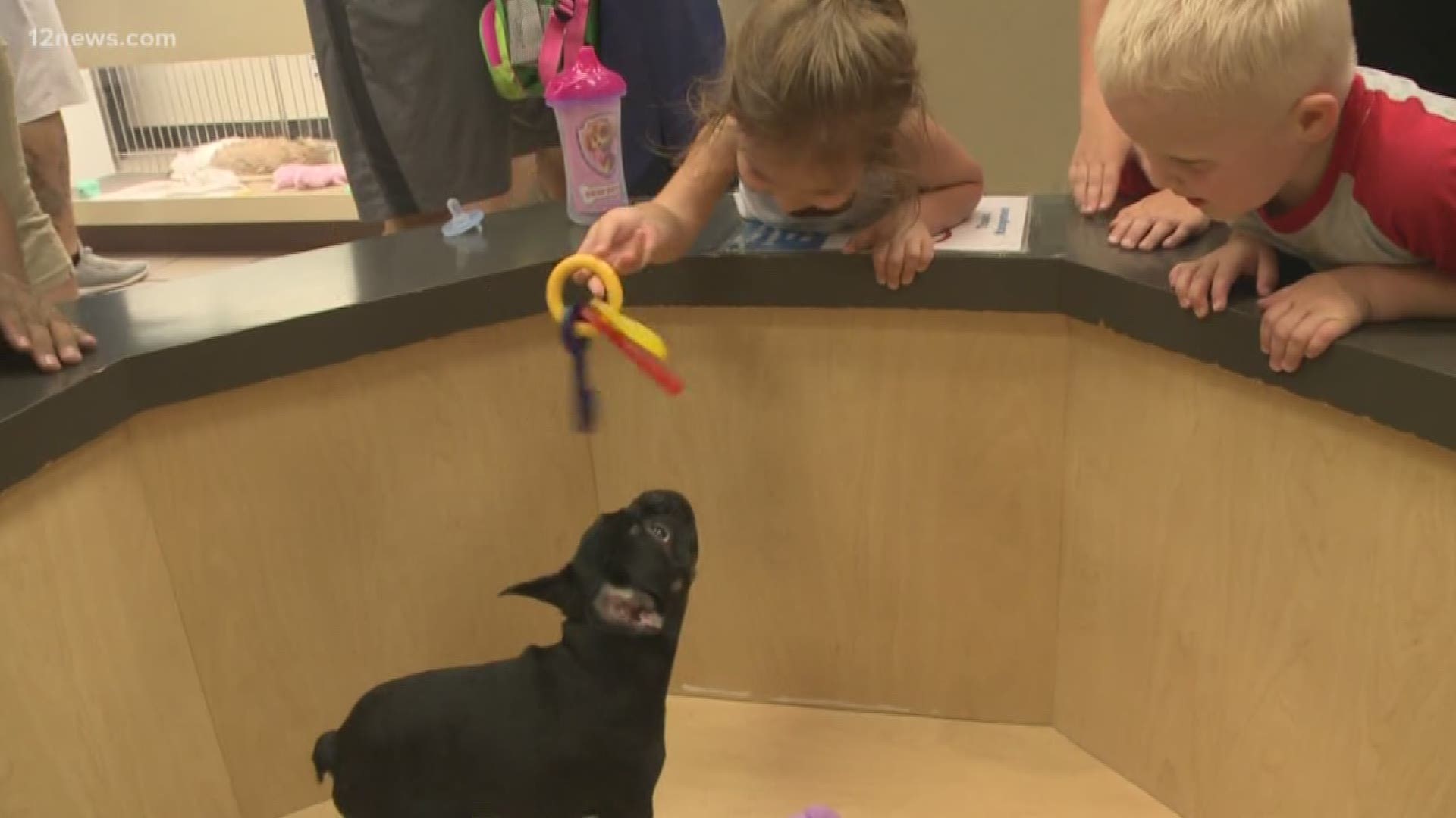 A French bull dog puppy worth about $5,000 was stolen from a pet store in Arrowhead Mall. Two teens were arrested.