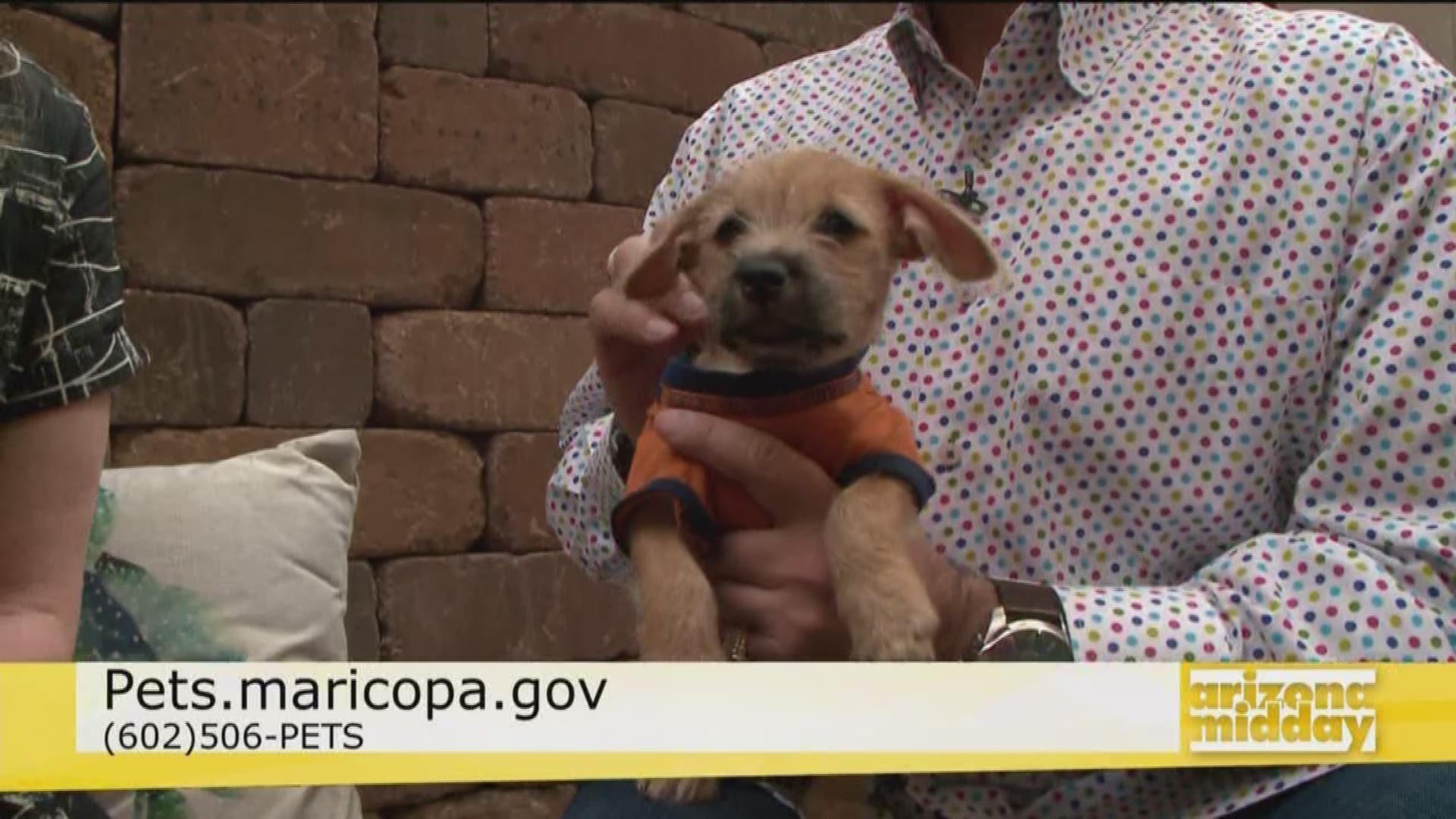 Jose Santiago and Samantha Wessell with Maricopa County Animal Care and Control give us the scoop on adopting a new pet