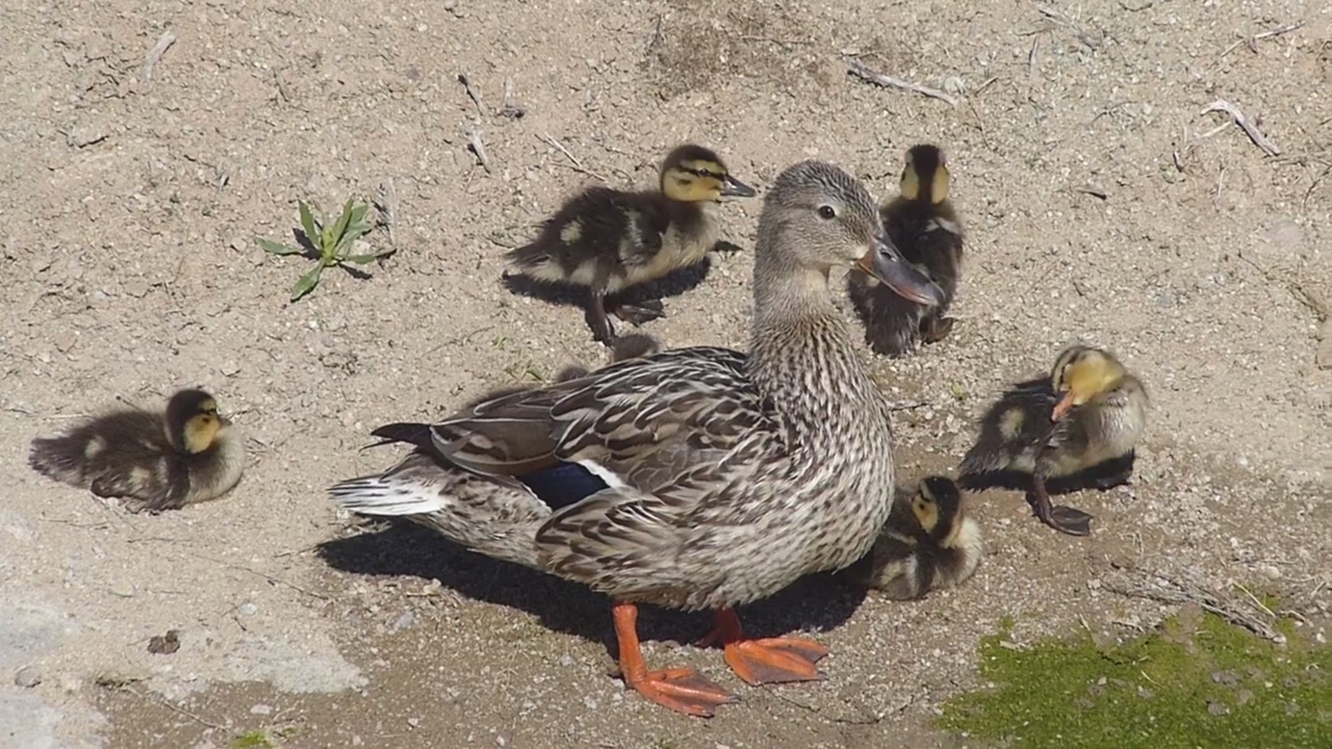New Born baby ducks in Peoria