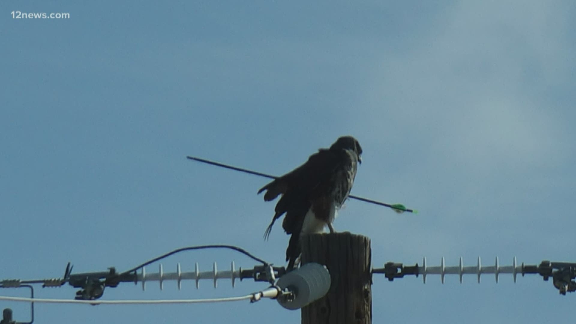 A hawk with an arrow through its body was spotted flying around Southern Arizona more than a week ago. The Arizona Raptor Center was able to remove the arrow.