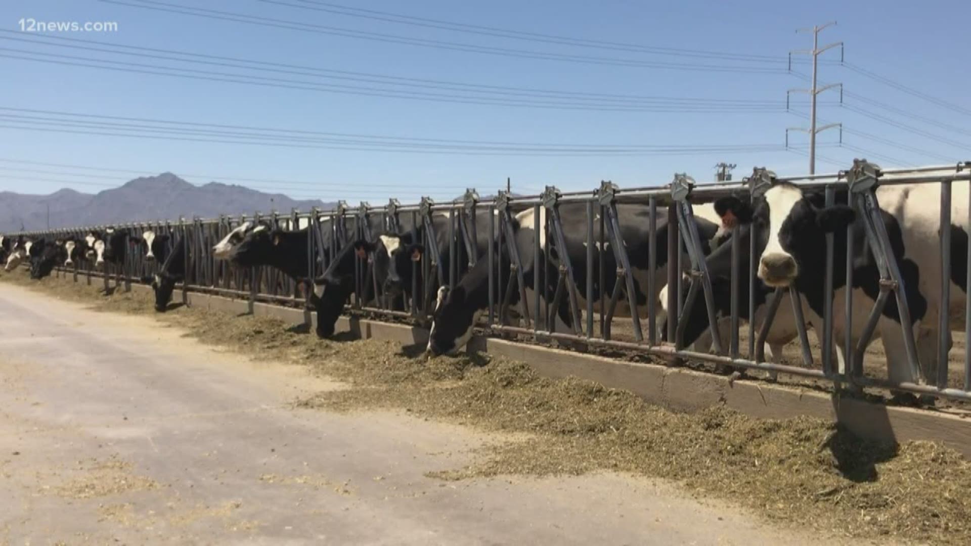 Dairy farmers have to dump milk