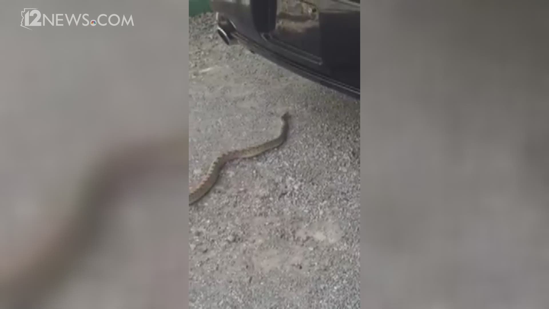 12 News viewer David Laucks captured video of a snake slithering through his driveway.