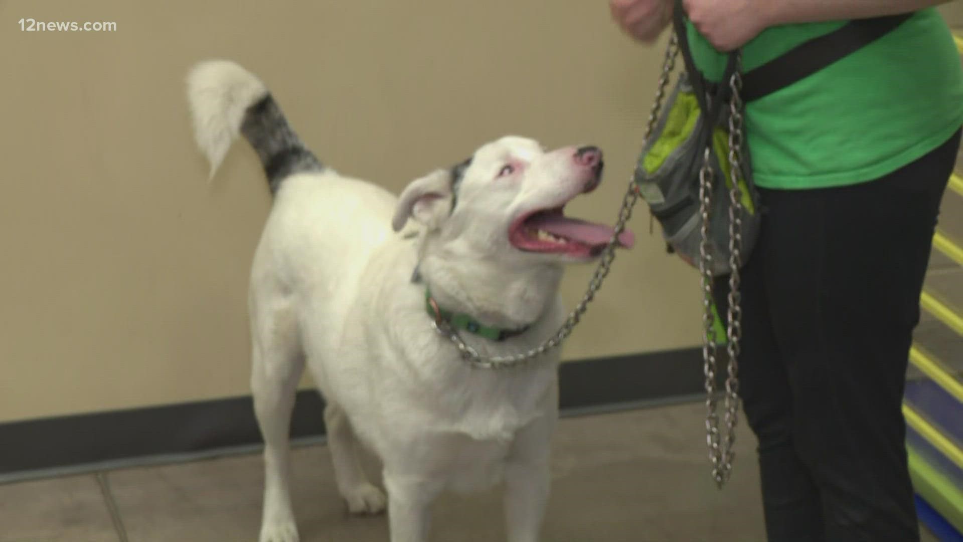 Animal care facilities in Arizona are warning dog owners against merle breeding, which can cause blindness, deafness and other conditions in dogs.