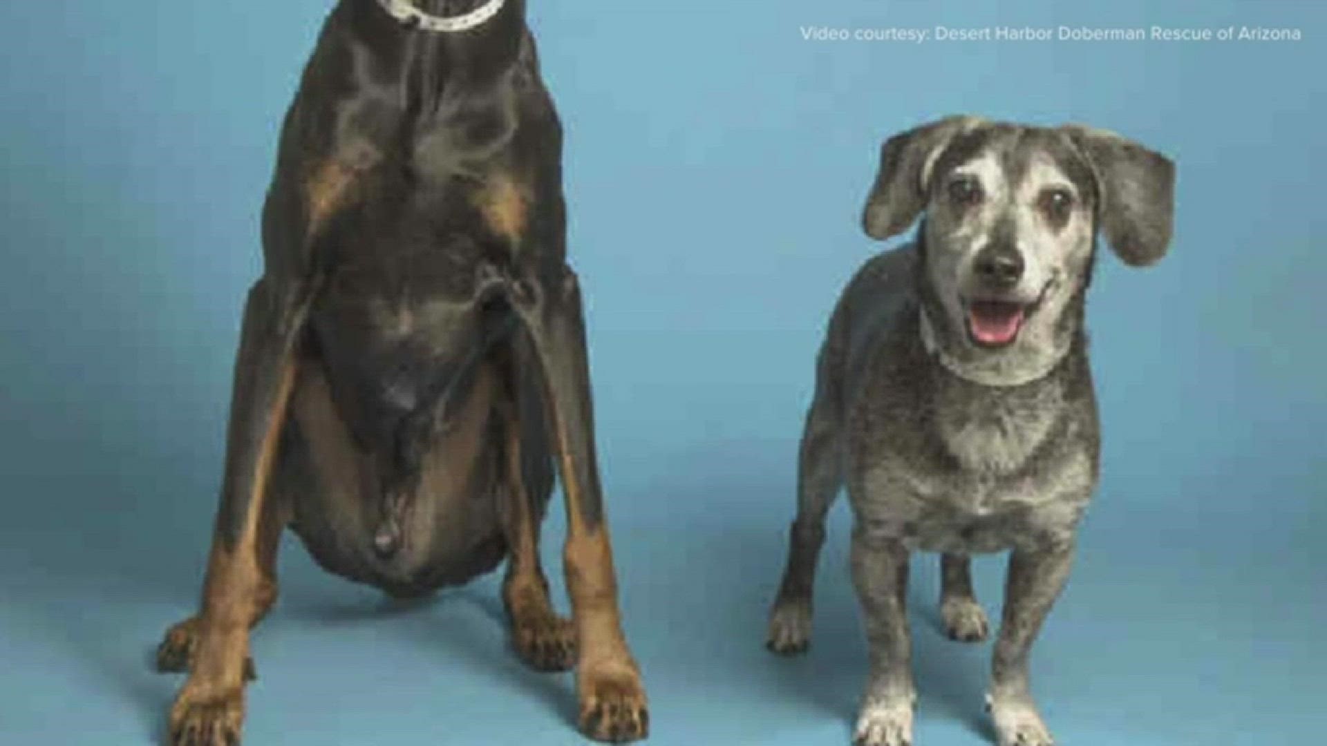 Nearly three months after they were separated, two bonded dogs were reunited in their new forever home Saturday.