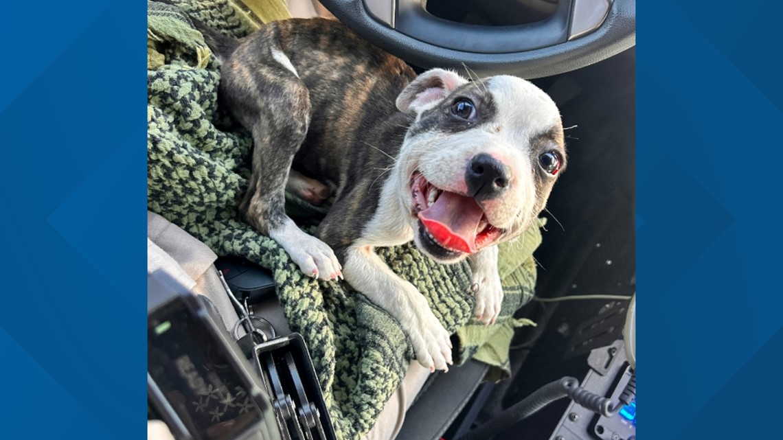 Zip tied puppy rescued by truck driver along I 10 exit ramp