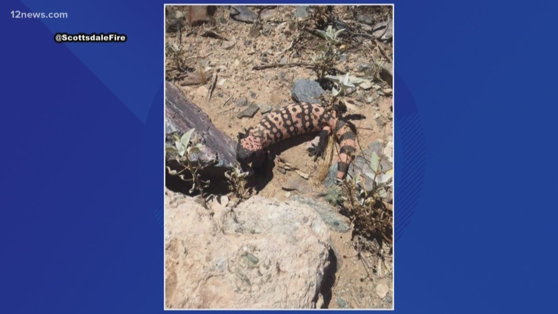Scottsdale firefighters were called out to a home to relocate a Gila monster so painters could continue their work. When firefighters remove Gila monsters they make sure to put them in a safe and natural area.