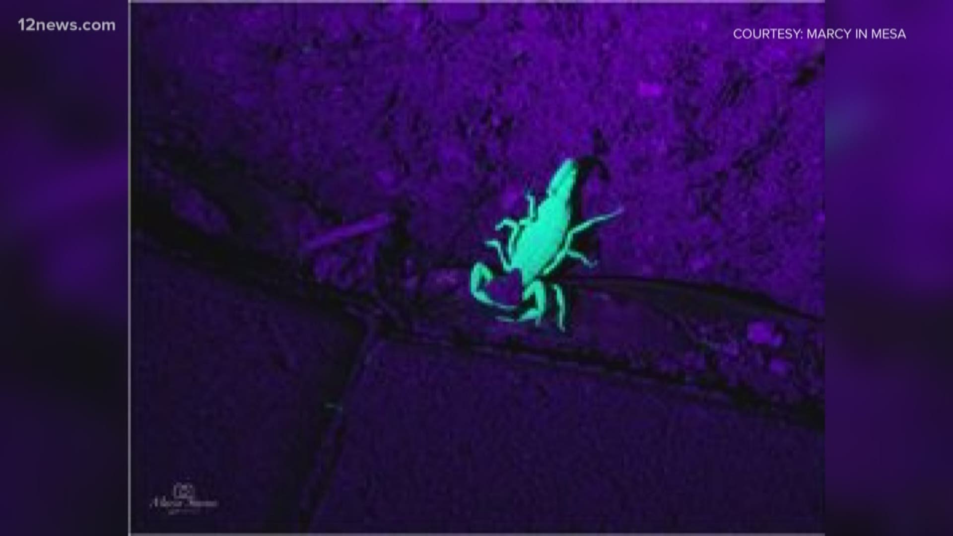 With the spike it temperatures in the Valley, scorpions are looking for cool places to camp out.