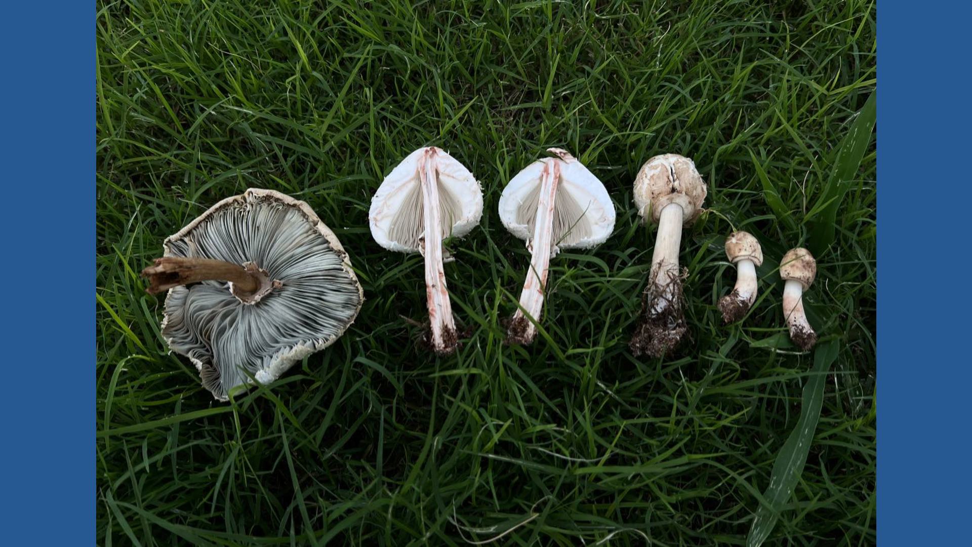A lawn variety commonly called the "vomiter" can make people and pets violently ill.
