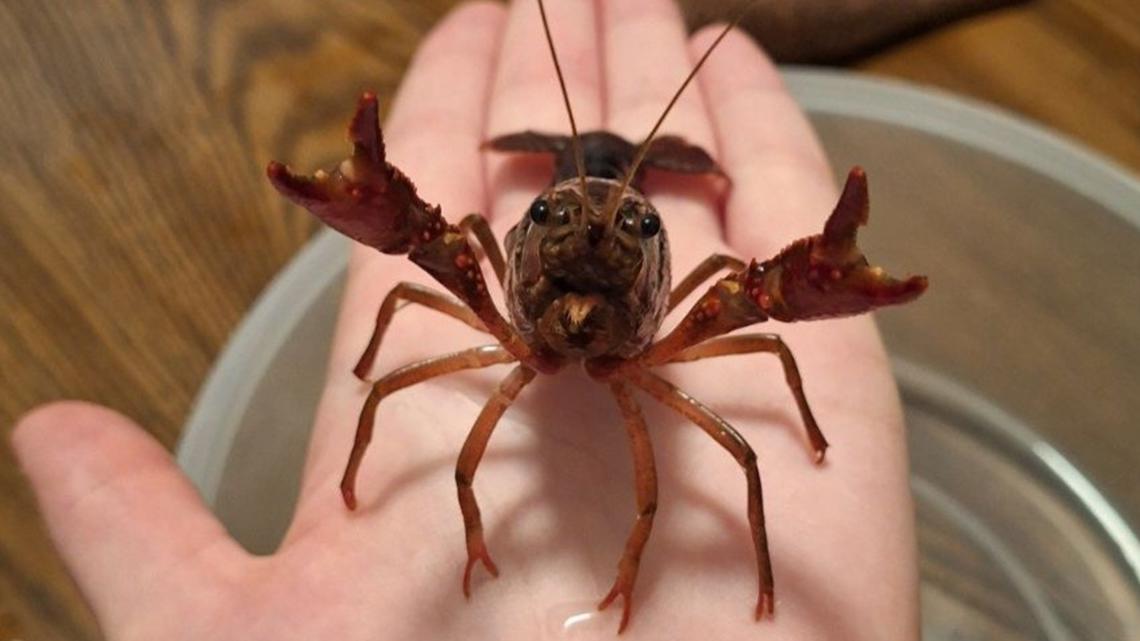 Crawfish found walking down Mesa sidewalk