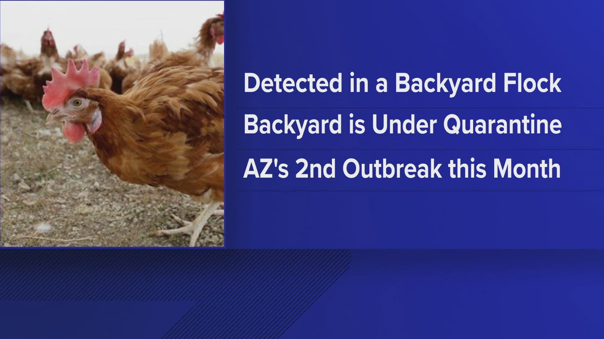 Maricopa County has reported it's first case of bird flu.