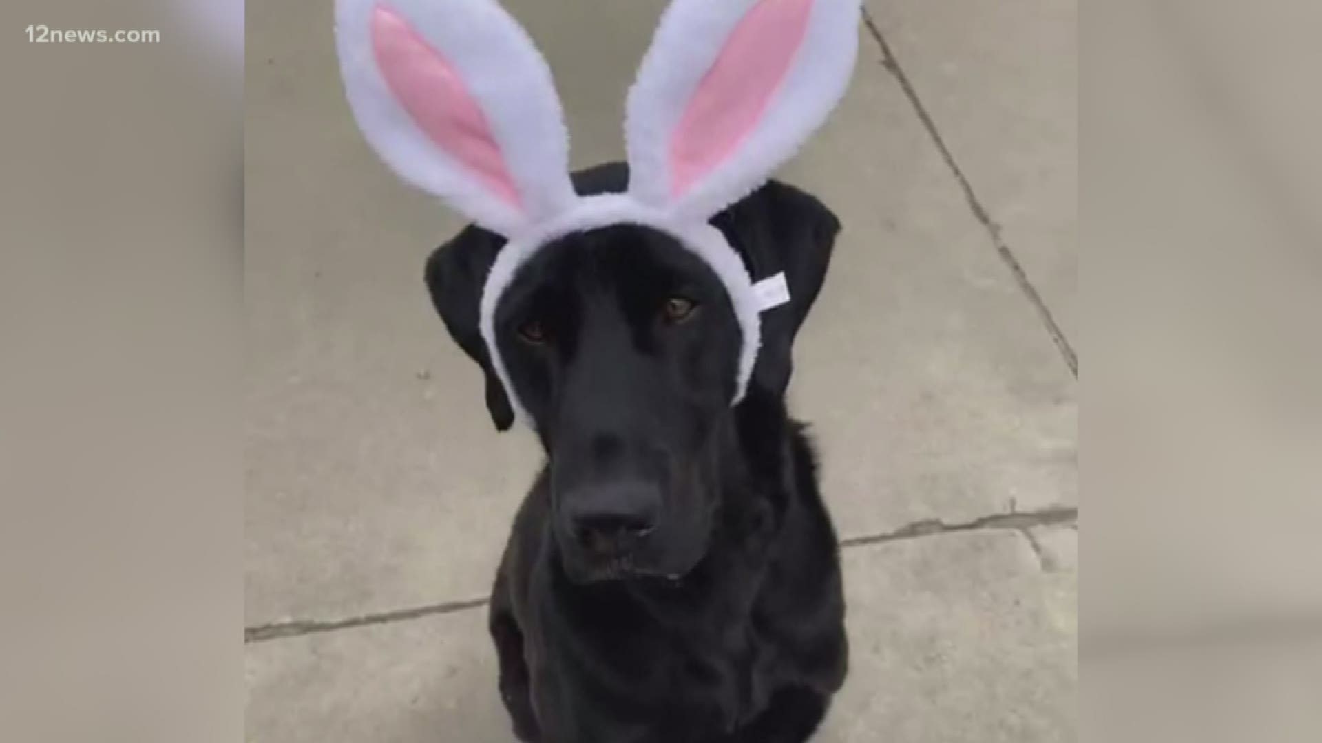 A Scottsdale dog is in the running to become one of the nation’s most beloved Easter icons: The Cadbury bunny.