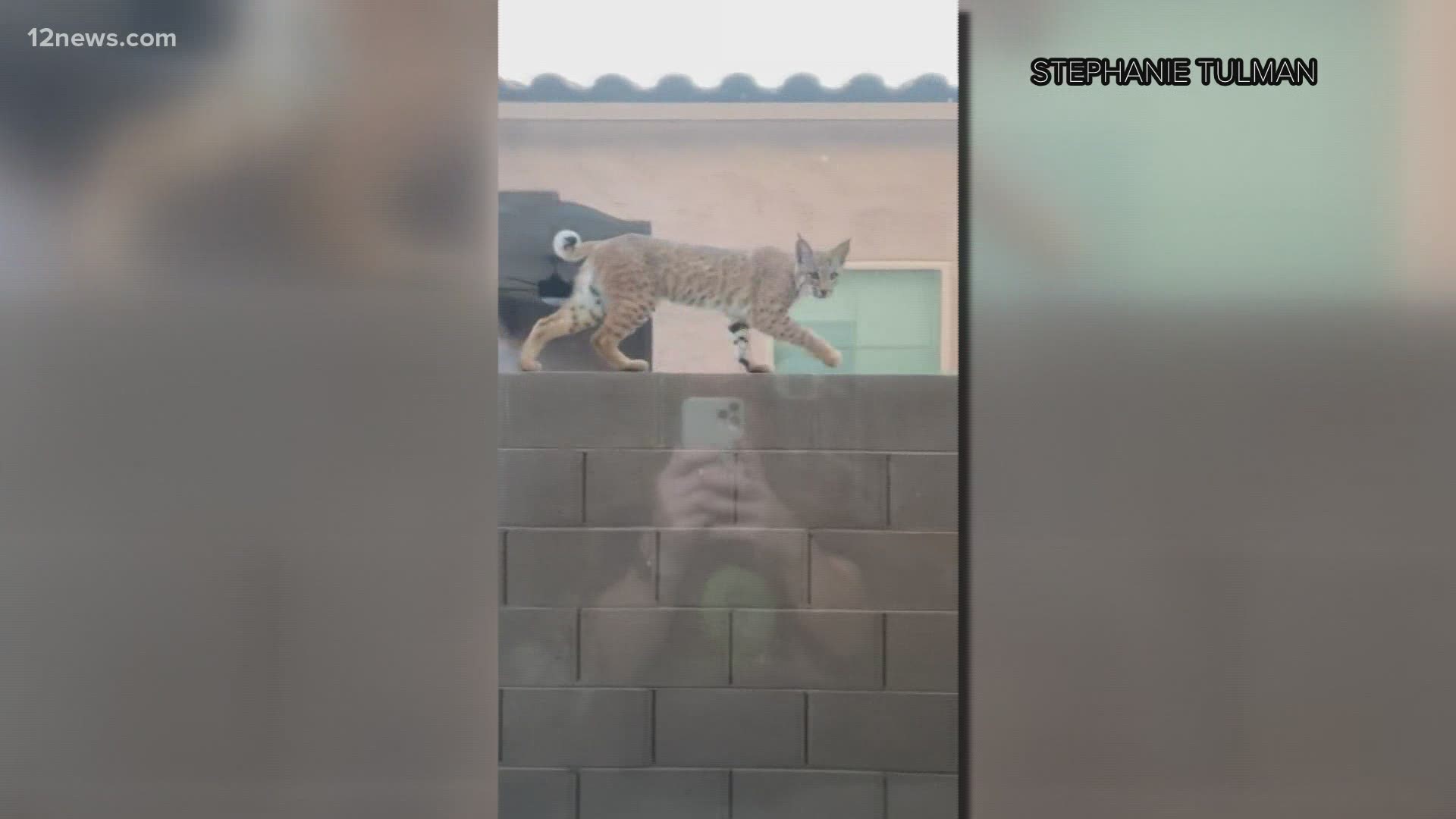 12 News viewer Stephanie Tulman took this video of a bobcat strolling along a wall in her neighborhood. It's a good reminder to always watch your pets!