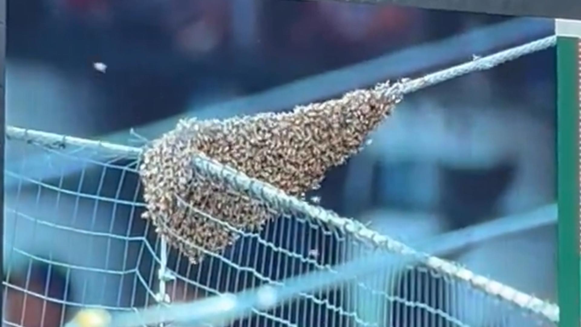 A colony of the insects was "forming on the protective netting behind home plate," officials said. Courtesy: Tyler Bouldin