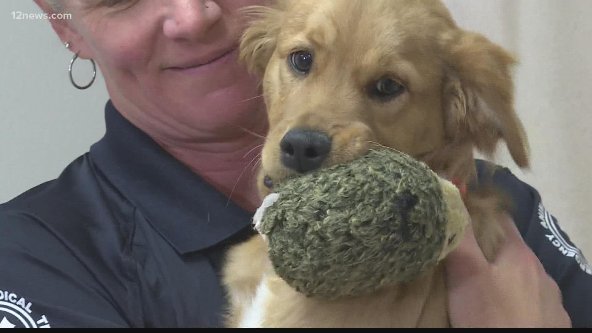 Golden Retriever 'Brutally Attacked' at Doggy Daycare Breaks Hearts