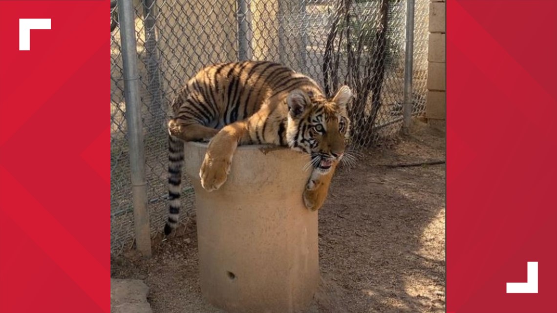 bb engineering tiger cub