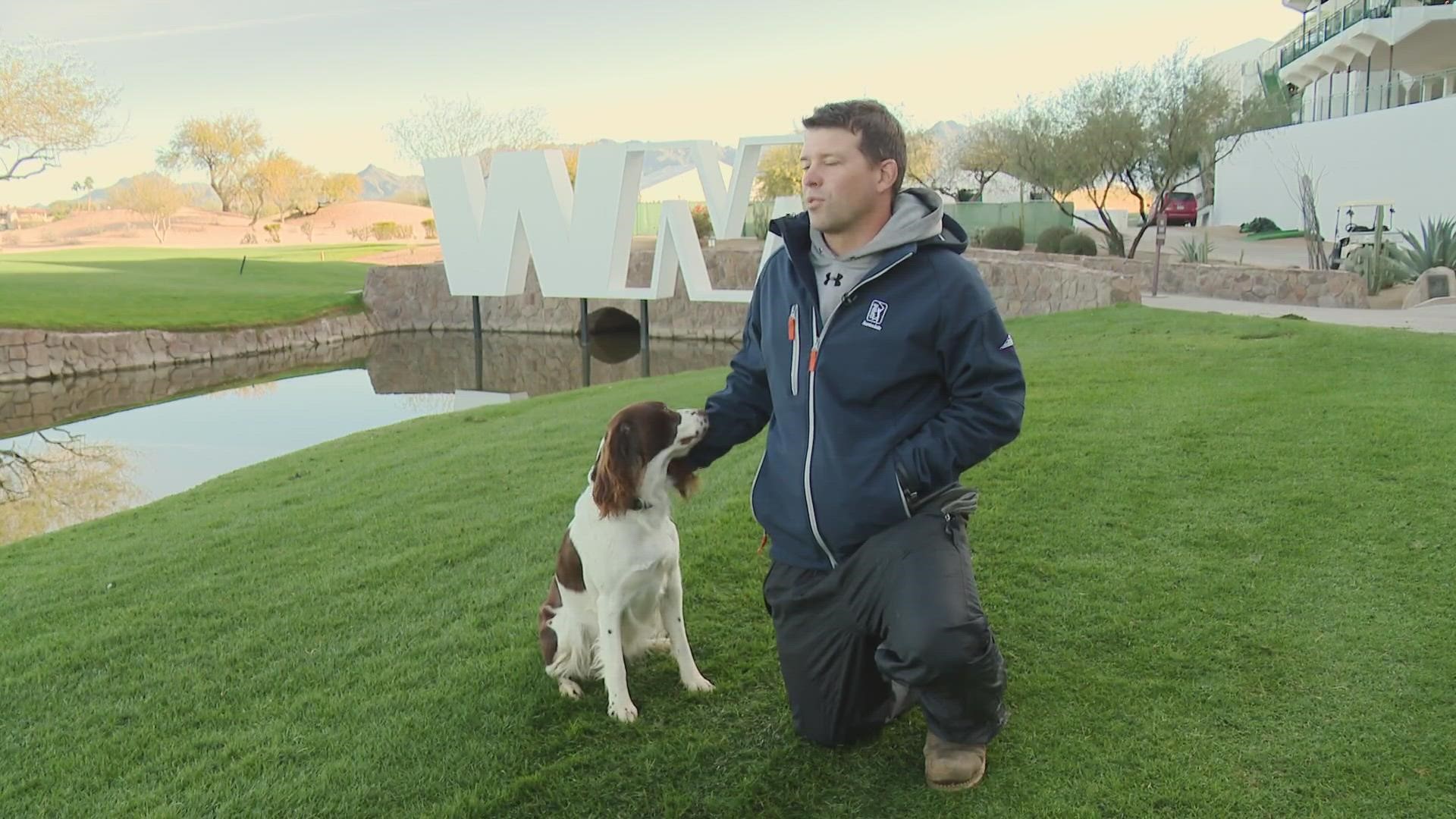 Rye is a cute 3-year-old dog with one very important job. See how she helps keep birds and other critters off the grass at the TPC Scottsdale.