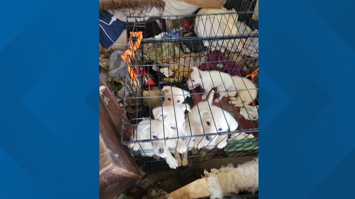 43 dogs seized during animal hoarding investigation