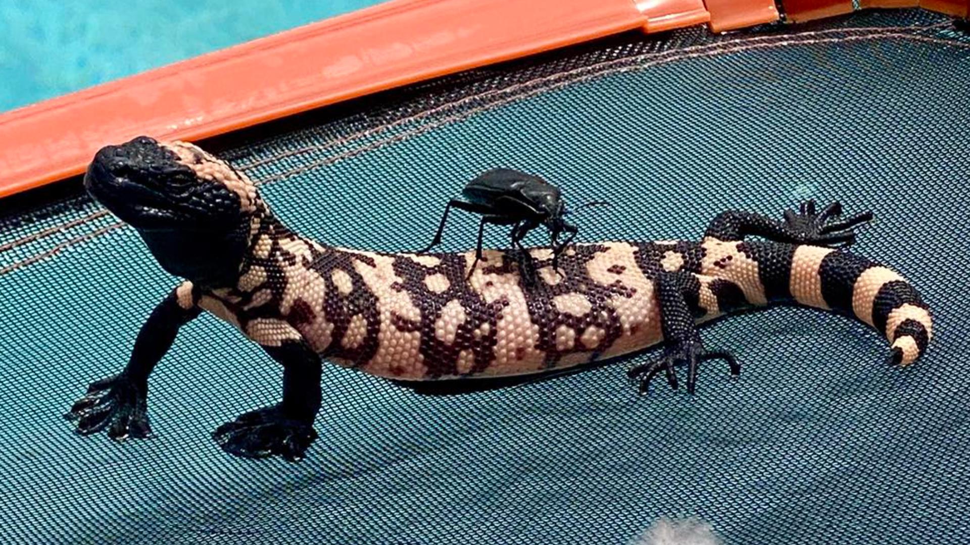 Video shows how the two critters made it out of the water safely.