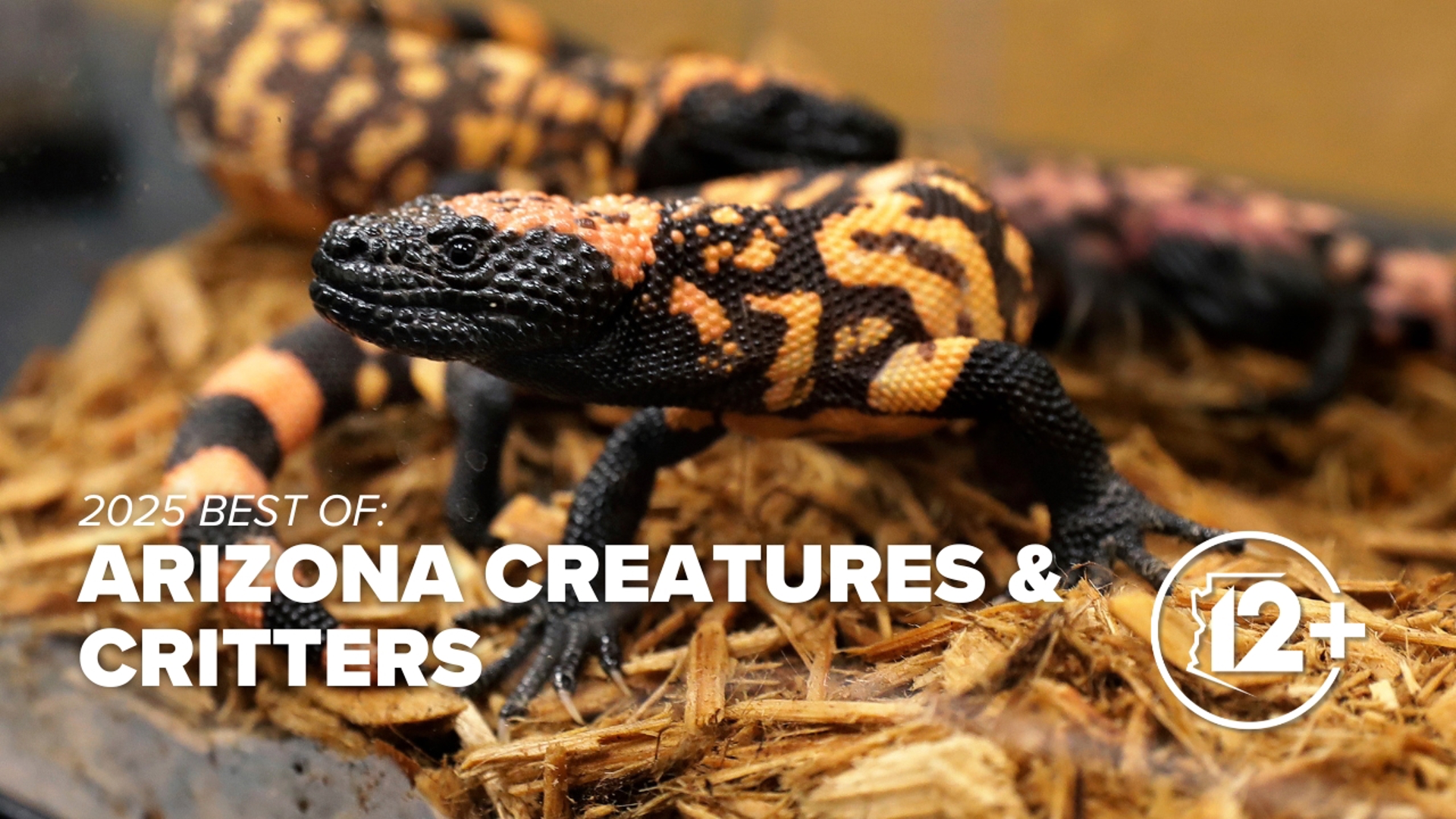 Journey through Arizona’s wild side with the 12News team as they revisit the state’s most unforgettable animal stories and critter encounters.