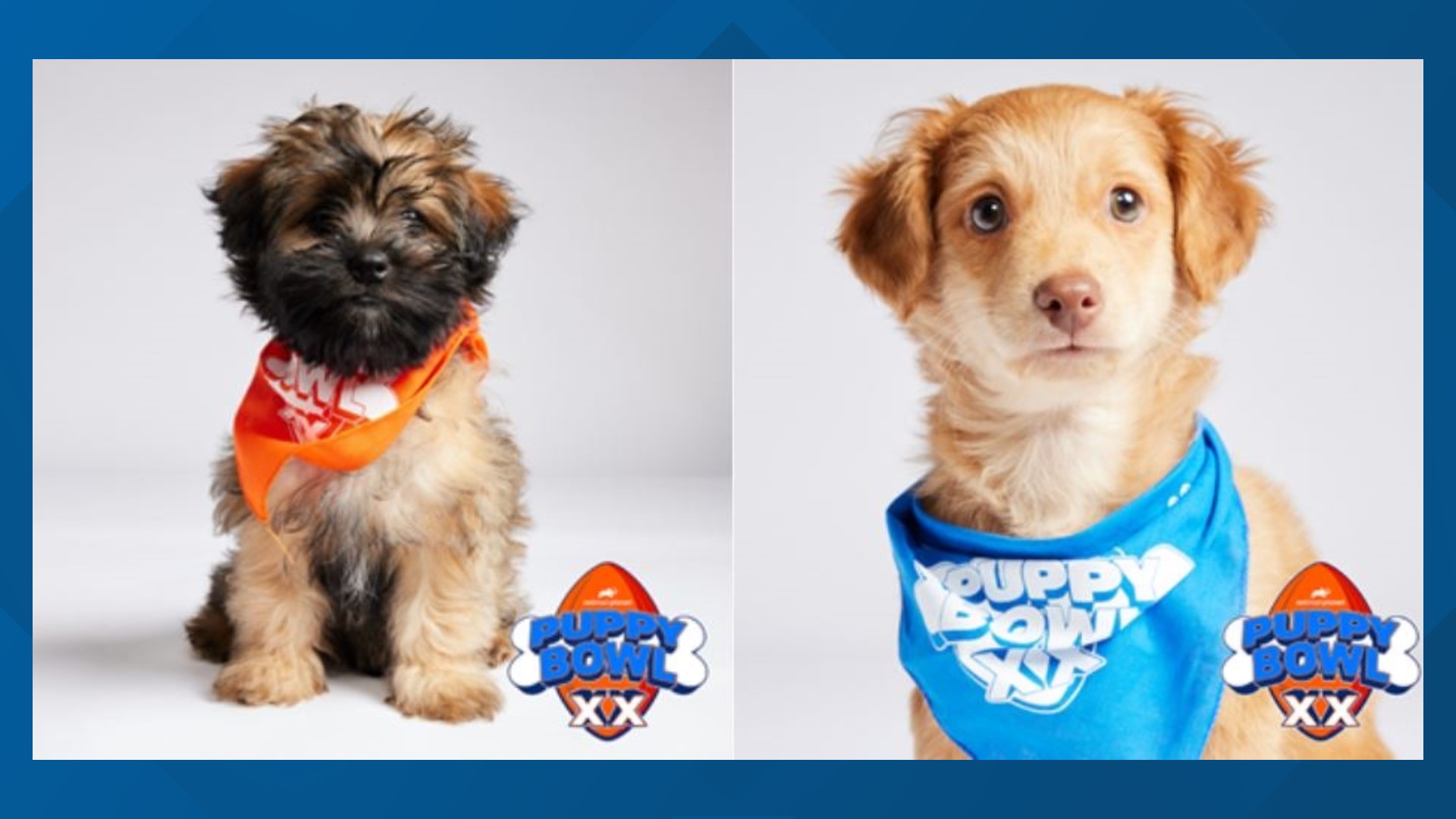 PHOTOS See the adorable 2024 Puppy Bowl starting lineup