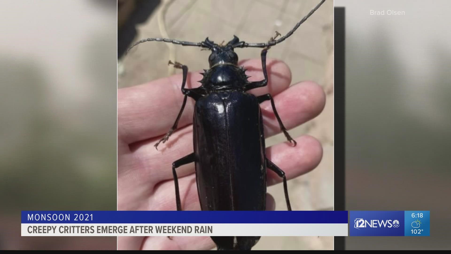 Here are a few of the bugs that come out during Arizona rains 