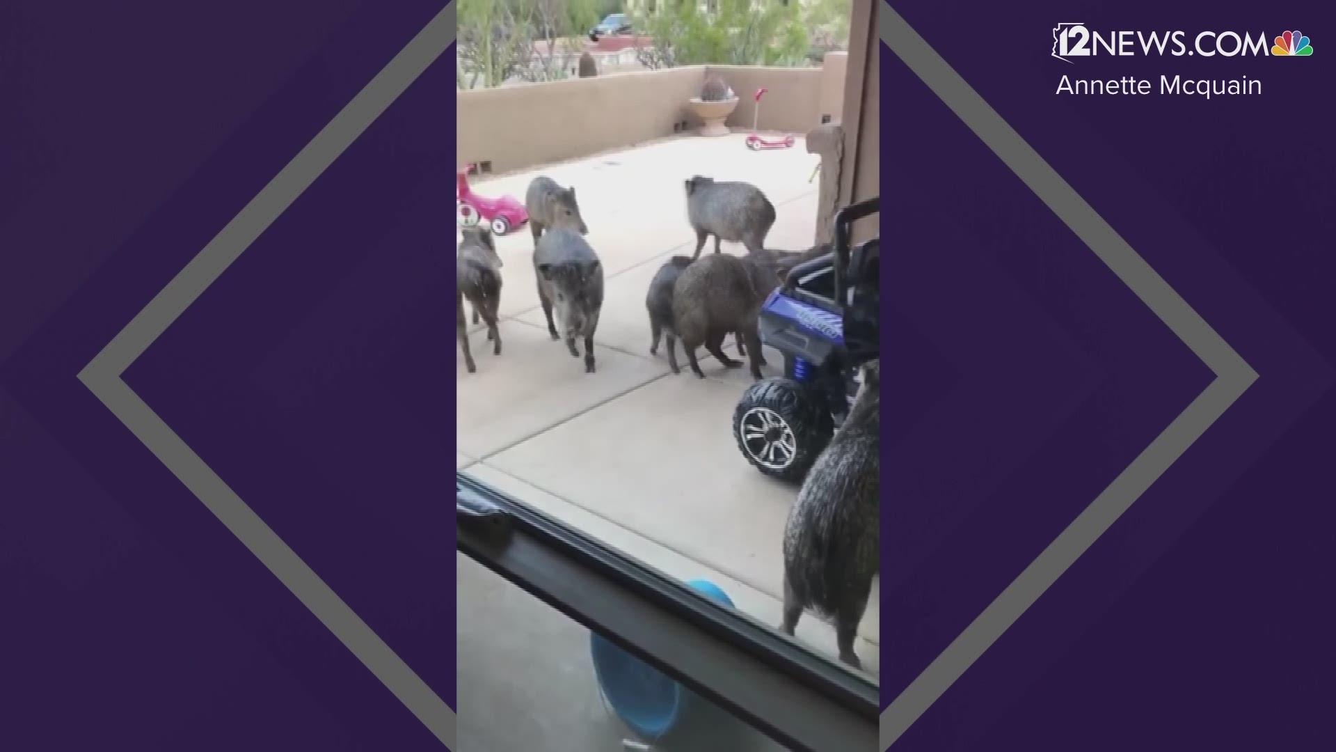 A squadron of javelinas was seen playing and scavenging in a front yard in Cave Creek, Arizona. Annette Macquain captured the video. She opened the door only a crack.
