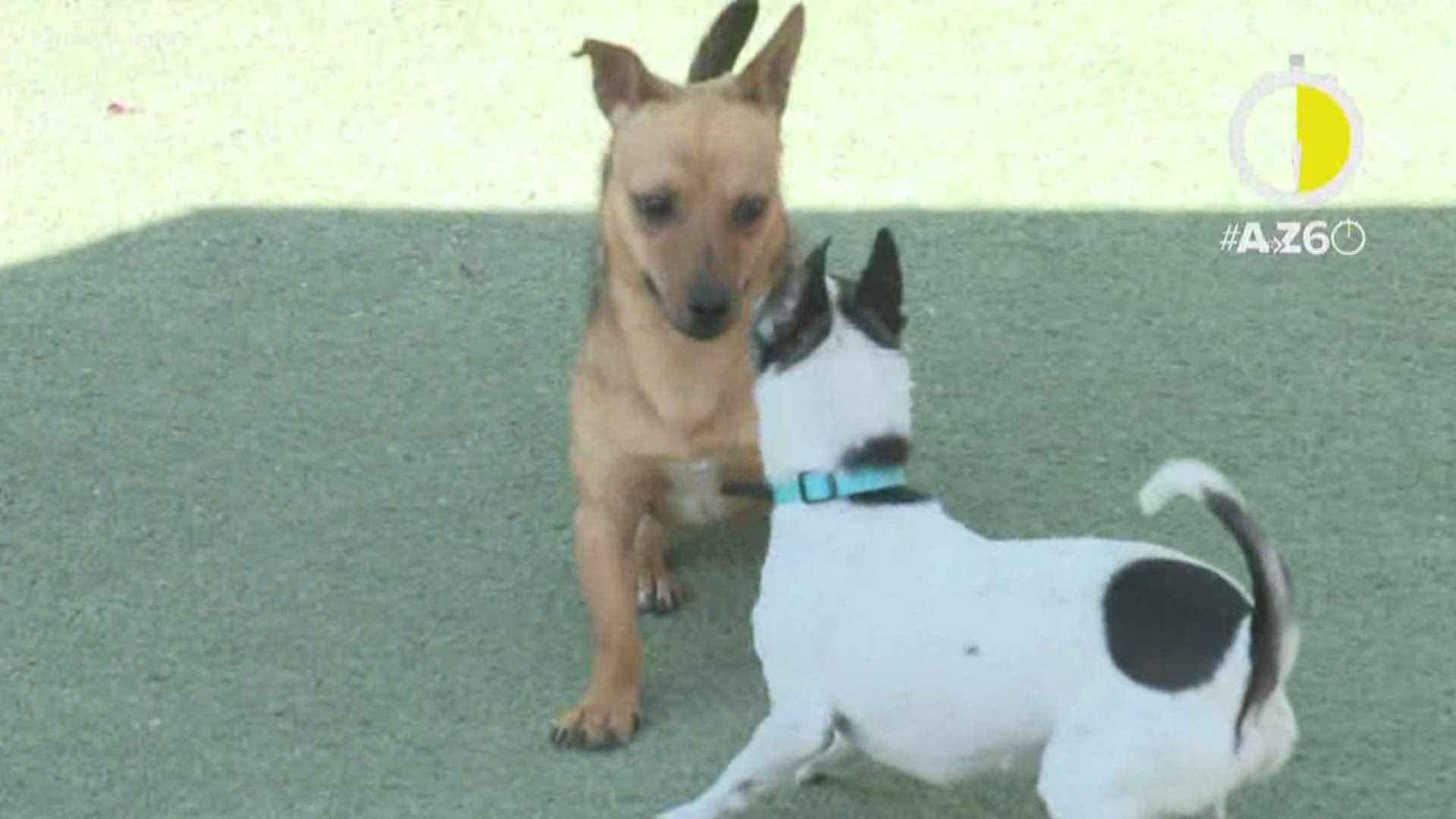 If you're looking to add a new dog or cat to your family, Foothills Animal Rescue has plenty of animals looking for a forever home. Rachel Cole has the story.