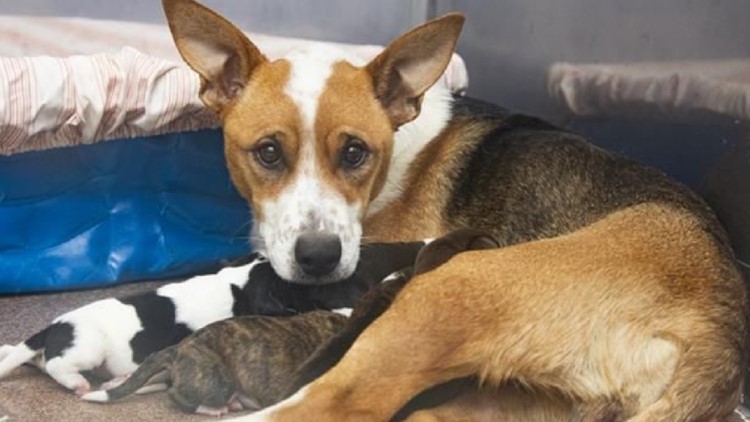 Dog survives rattlesnake bite, gives birth to 7 puppies