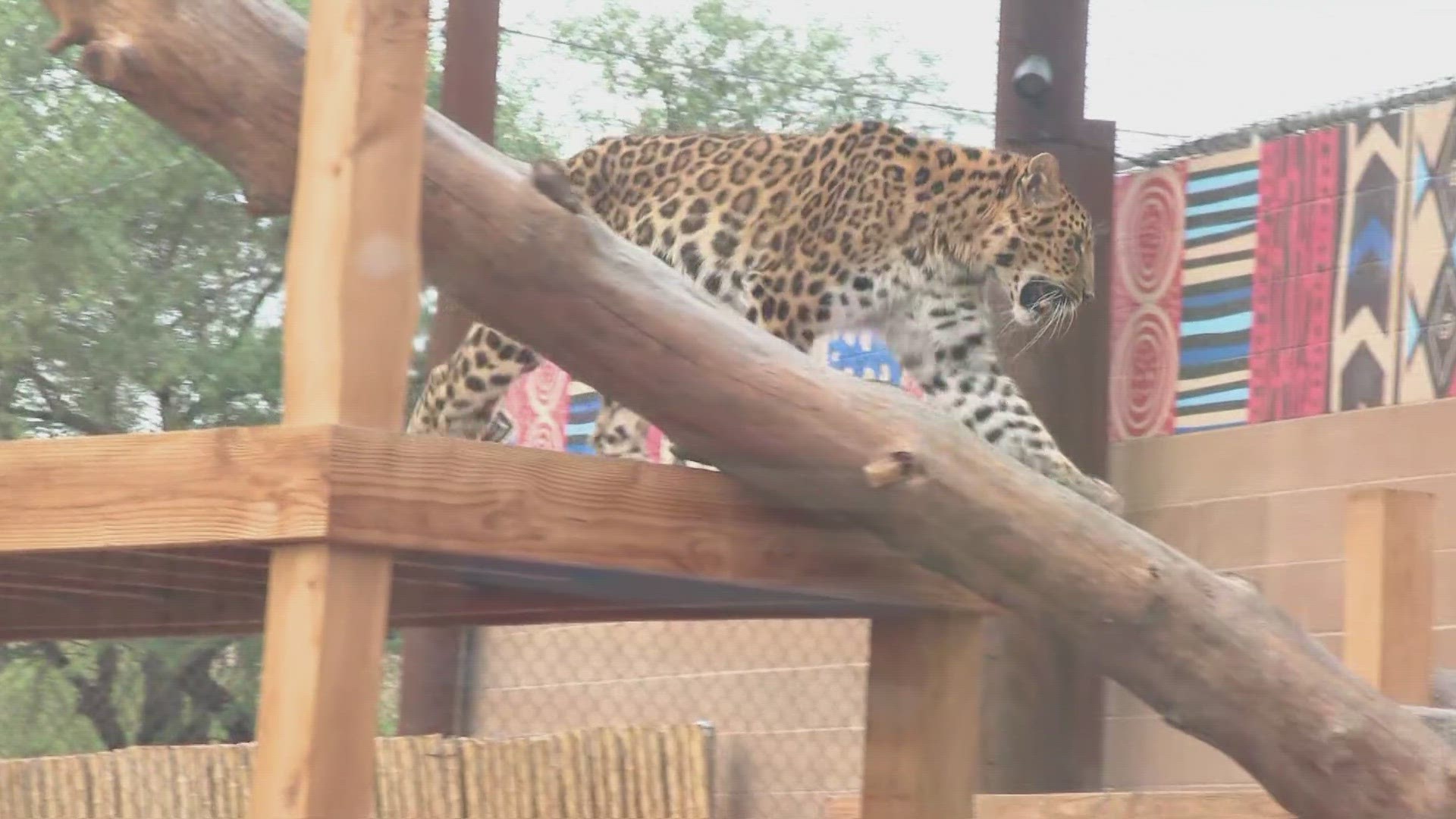 Exploring the Zoo's newest expansion is part of Phoenix Zoo's Africa Trail Exhibit.