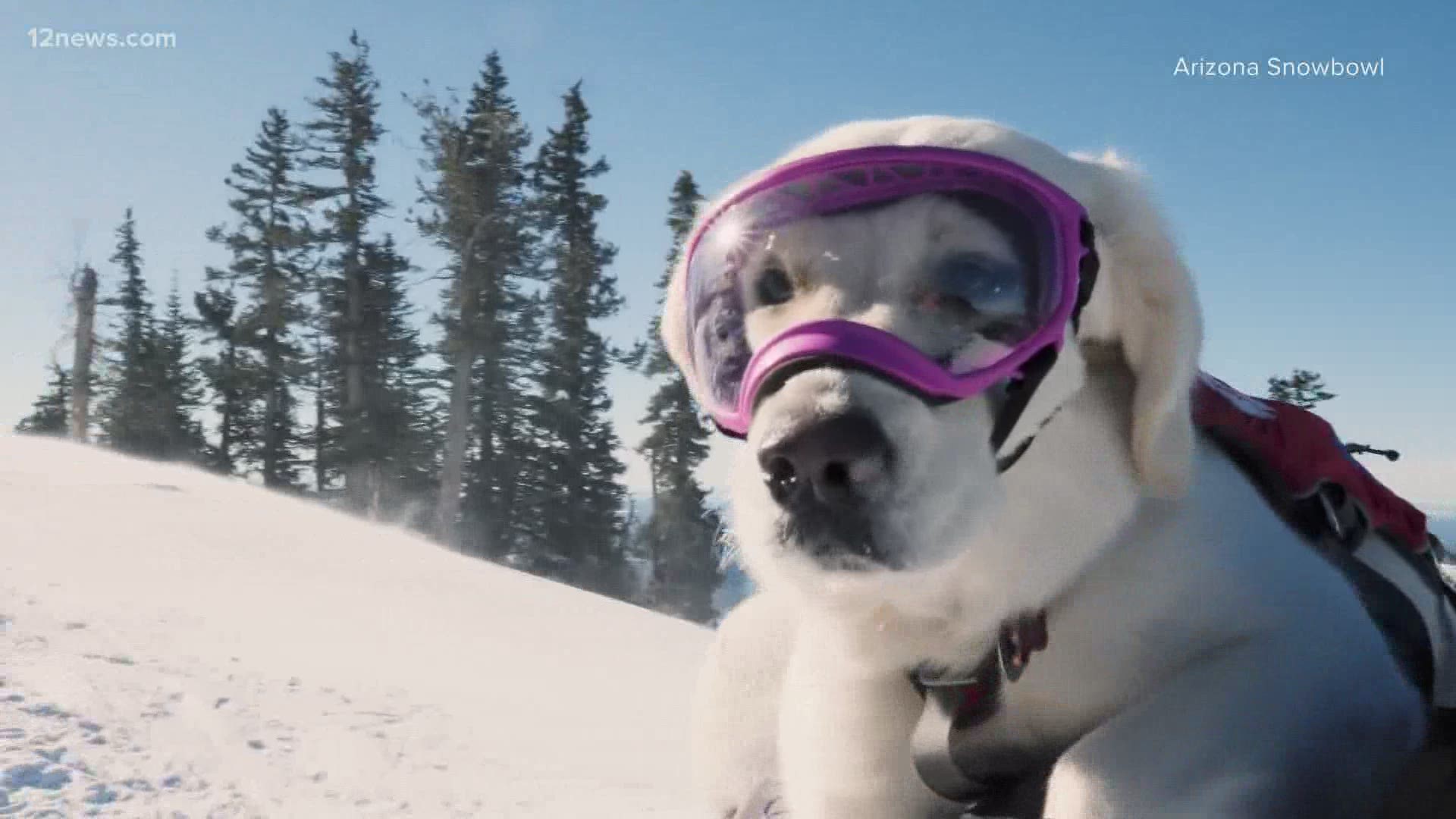 Arizona Snowbowl's avalanche dog is ready for duty